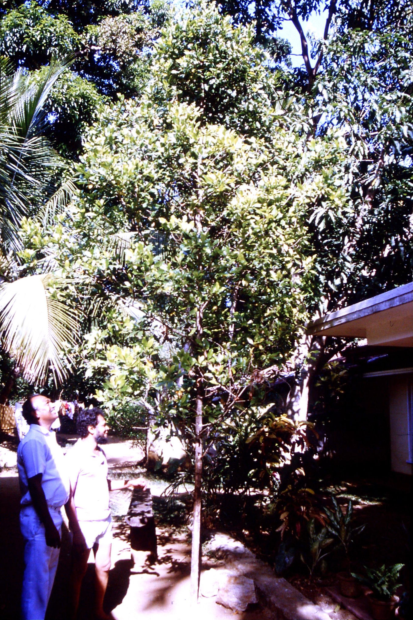 4/2/1990: 10: clove tree with A B Wansekera