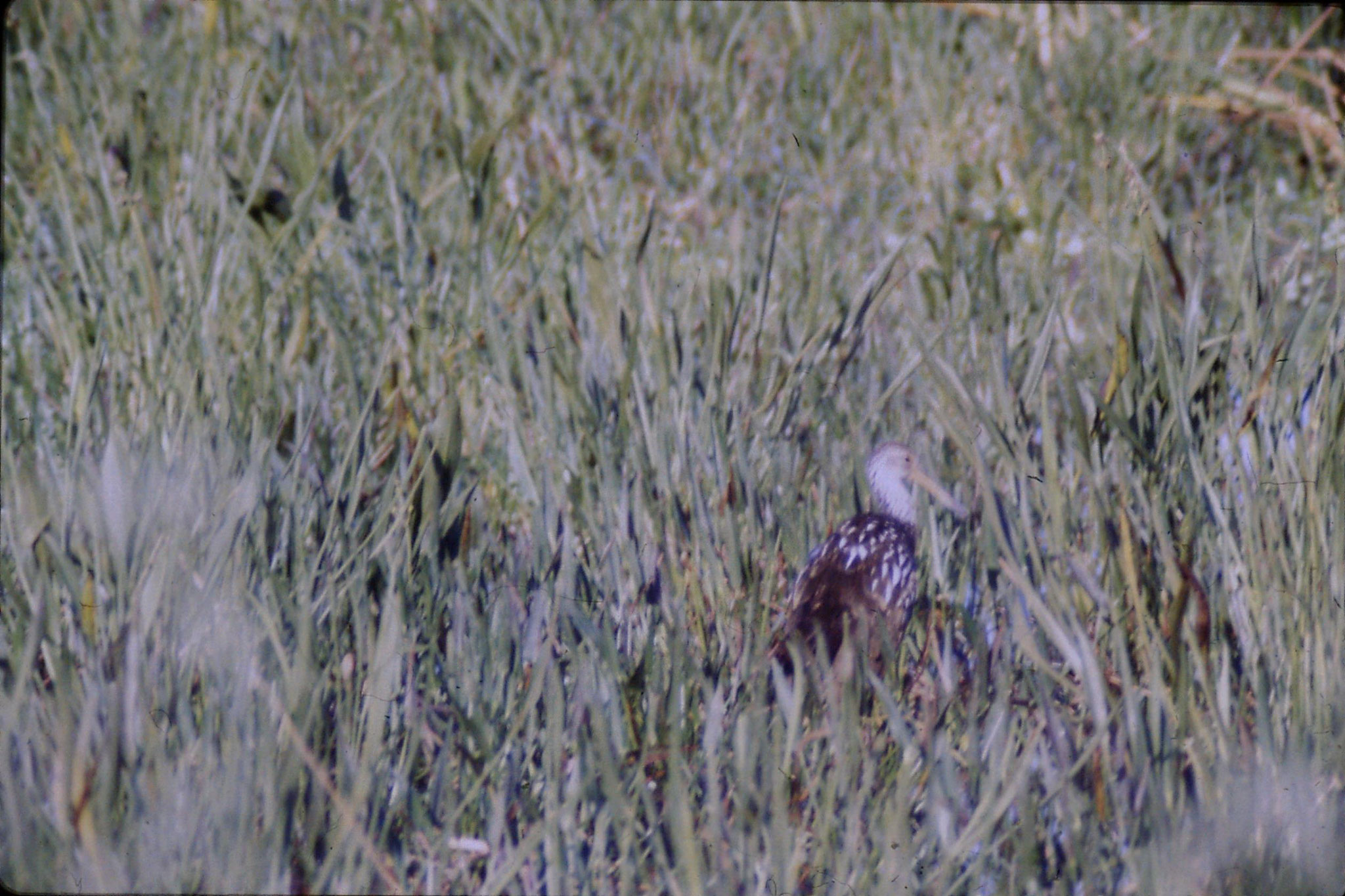 7/3/1991: 30: Loxahatchee Limpkin