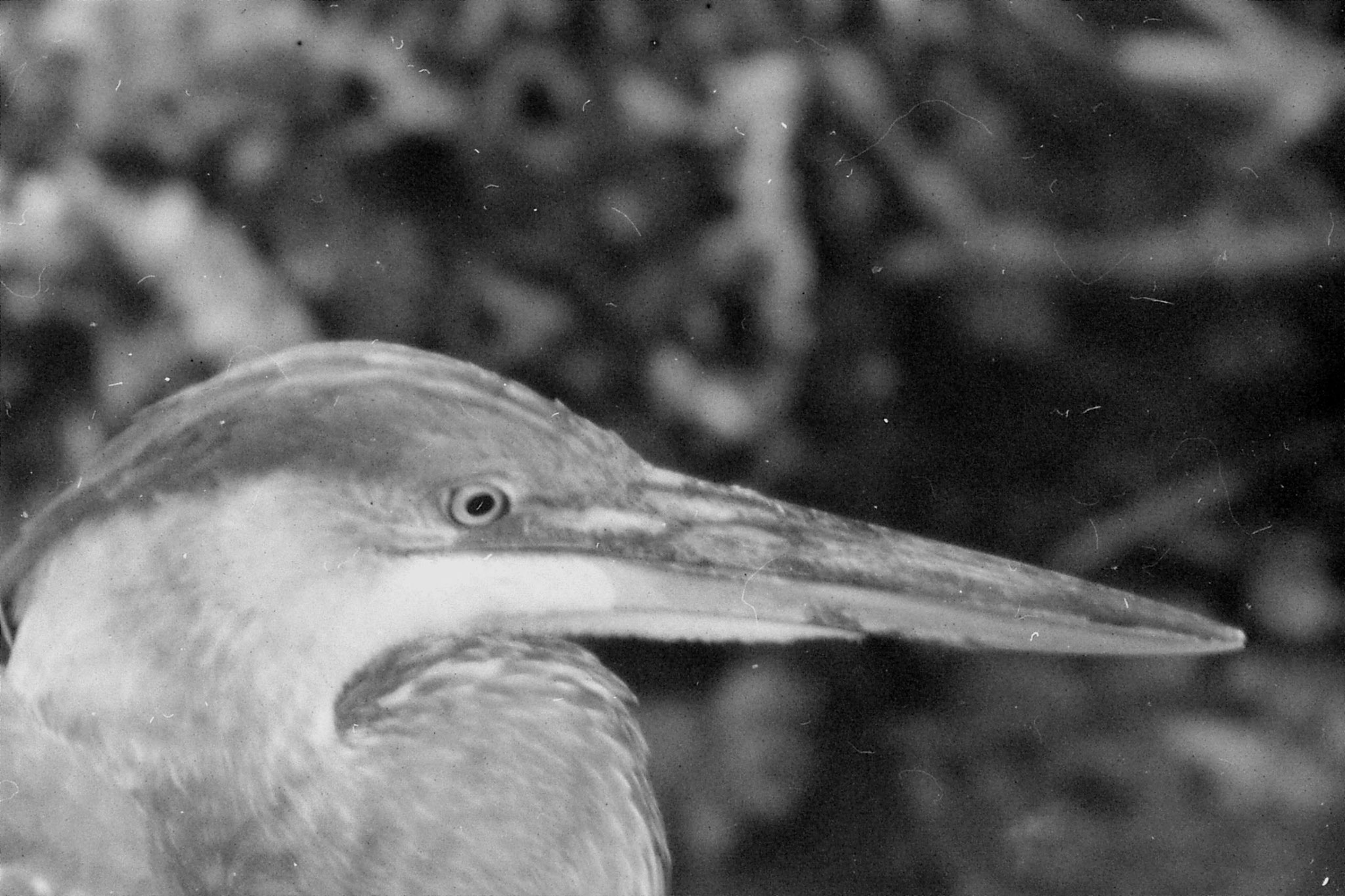 21/12/1990: 2: Everglades, Blue Heron