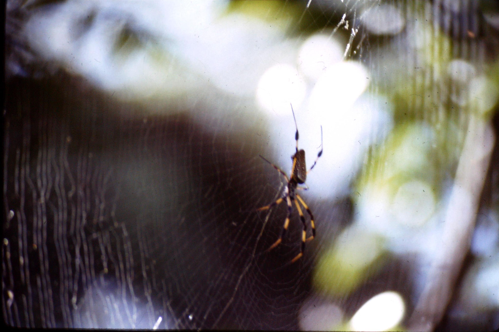 21/12/1990: 9: Everglades, Golden Orb spider