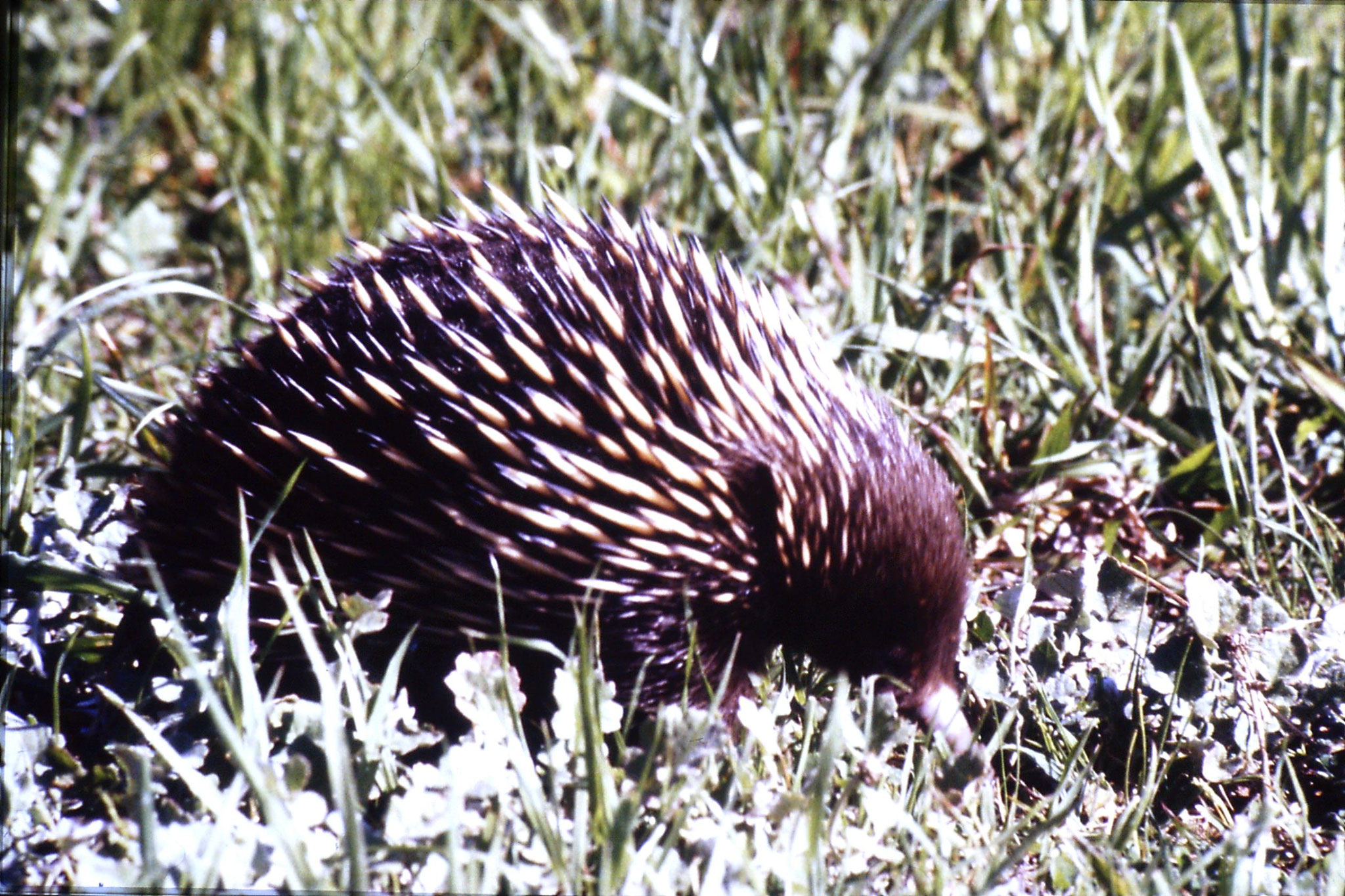 27/9/1990: 28: Eildon, echidna