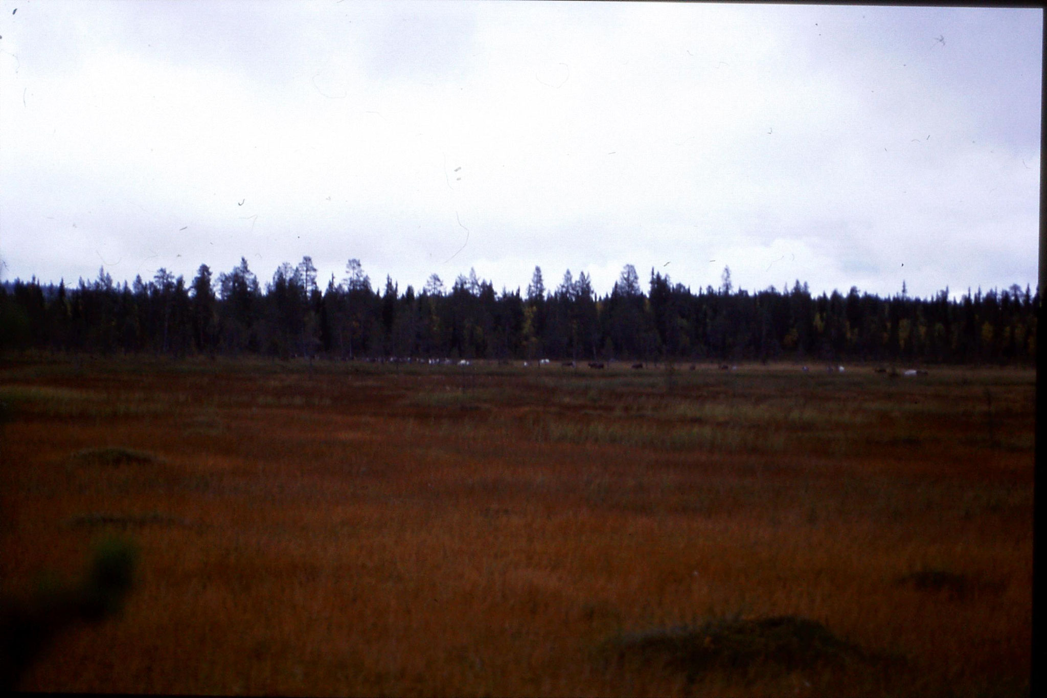 12/9/1988: 6: reindeer on road south from Jokkmokk