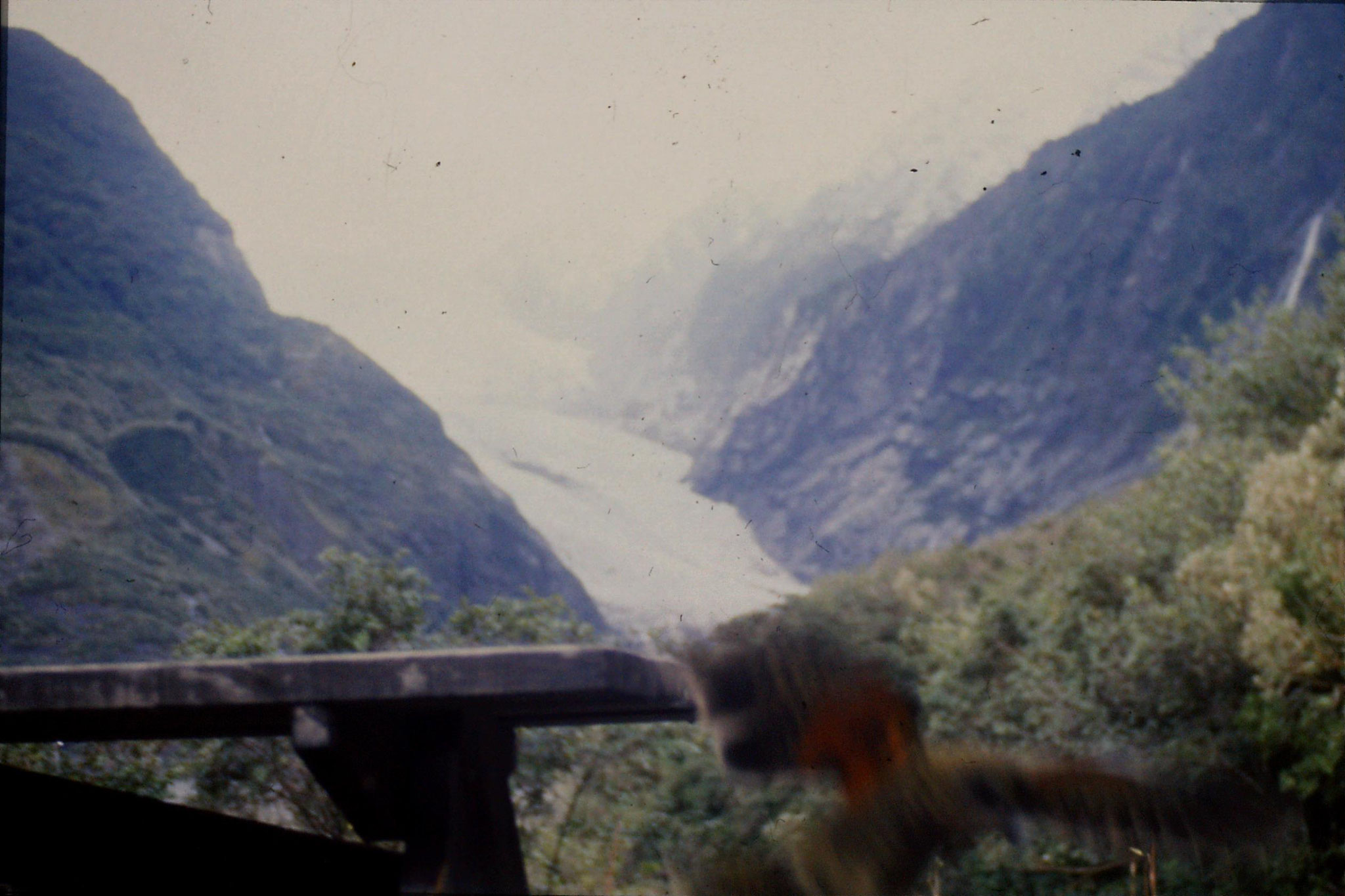 22/8/1990: 35: Keas at Franz Joseph Glacier