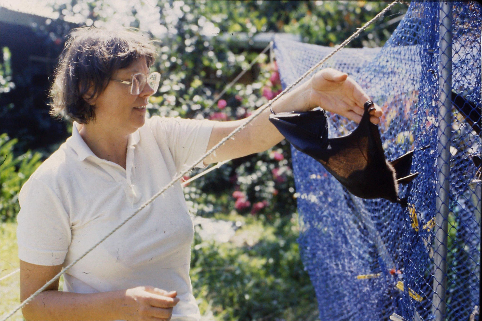 27/10/1990: 21: Cape Tribulation, flying foxes at High and Brigitta's place in Cairns