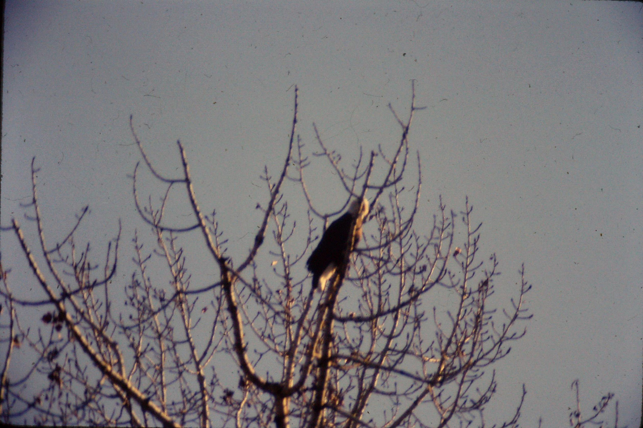 23/1/1991: 19: bald eagles