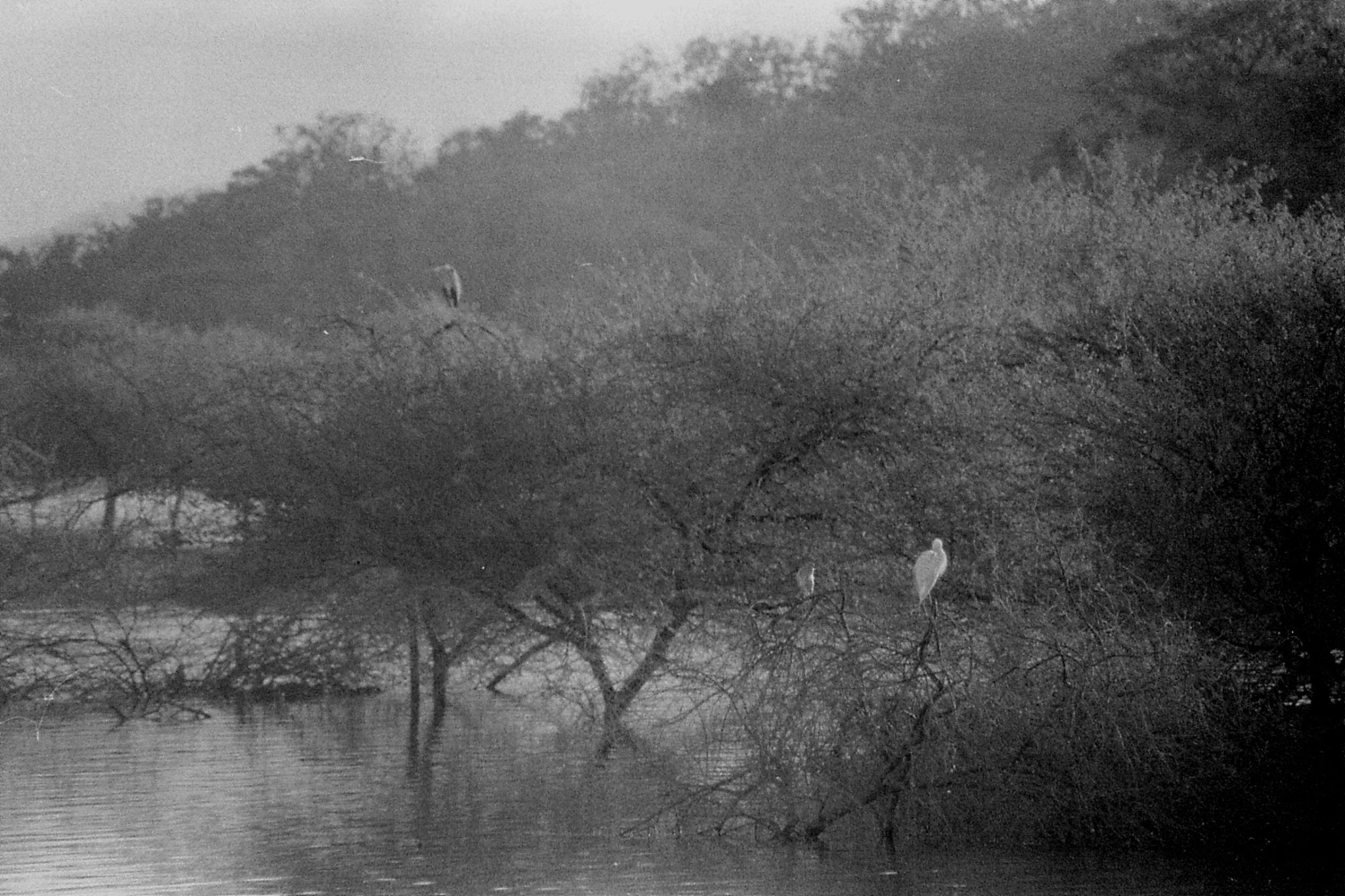 13/12/89: 9: birds on reservoir