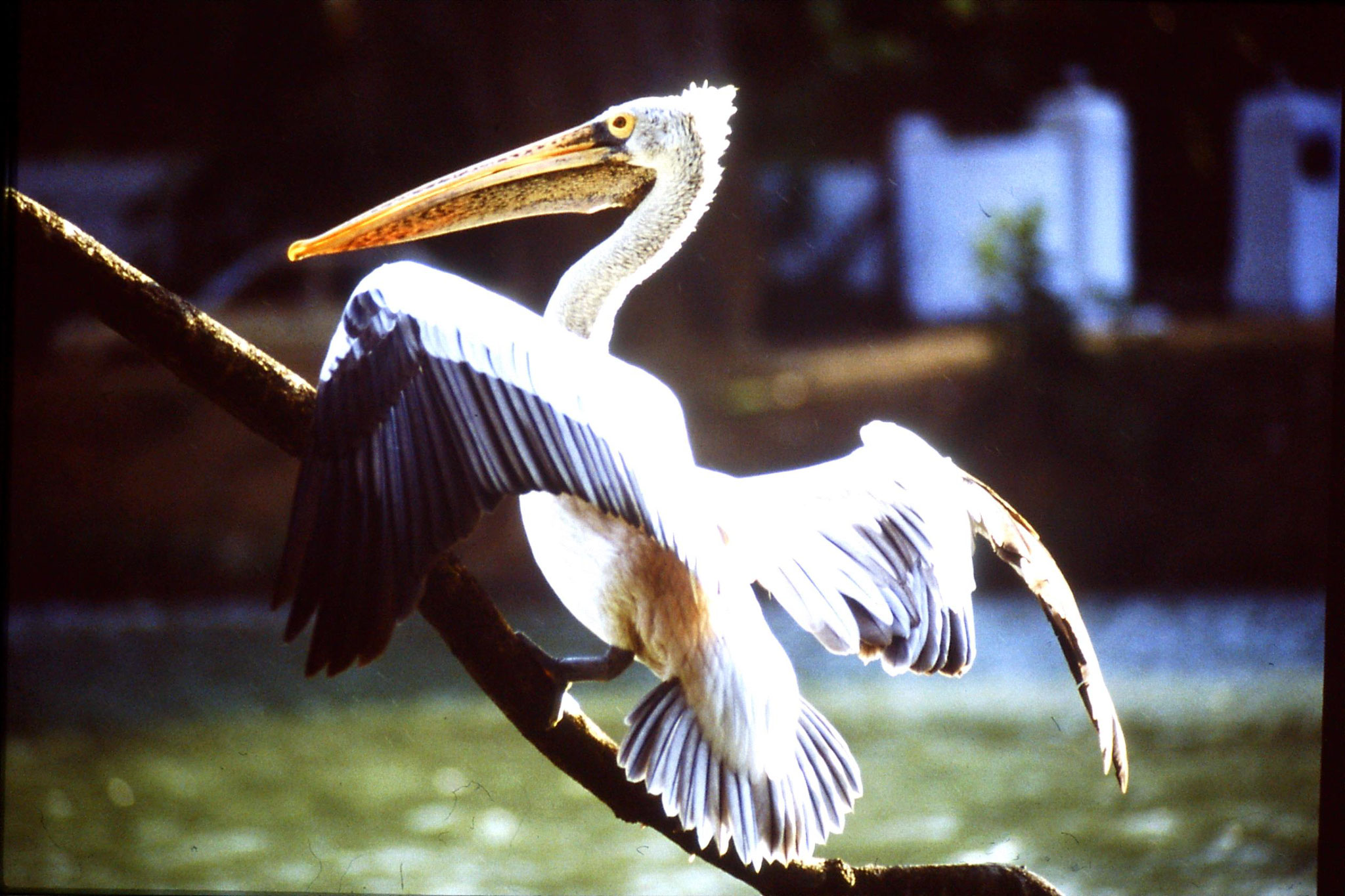 4/2/1990: 15: Kandy Lake pelican