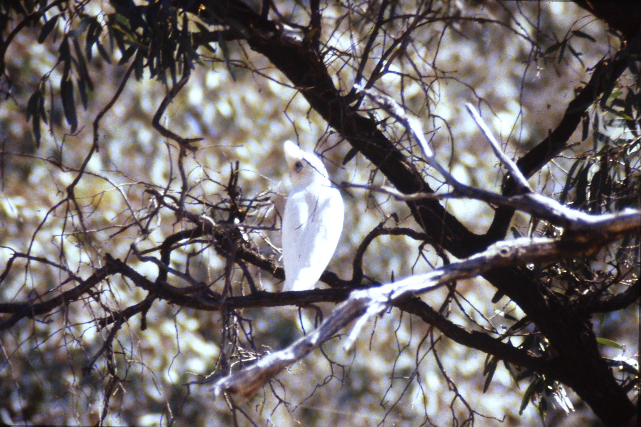 24/9/1990: 9: Hattah Kulkyne, corella