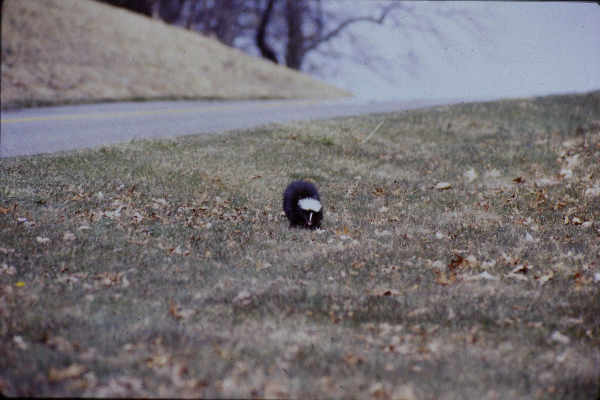 17/3/1991: 25: Benge Gap skunk