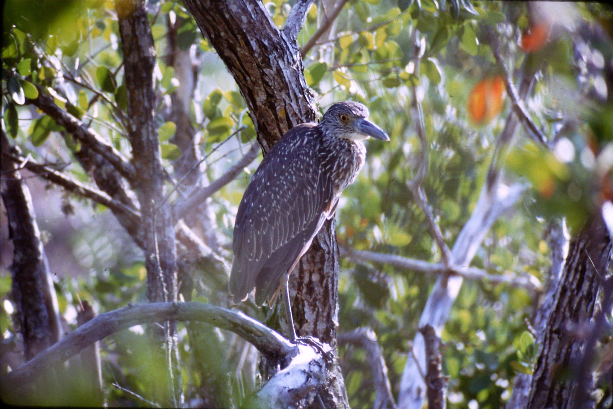 5/1/1991: 25: juvenile black crowned night heron