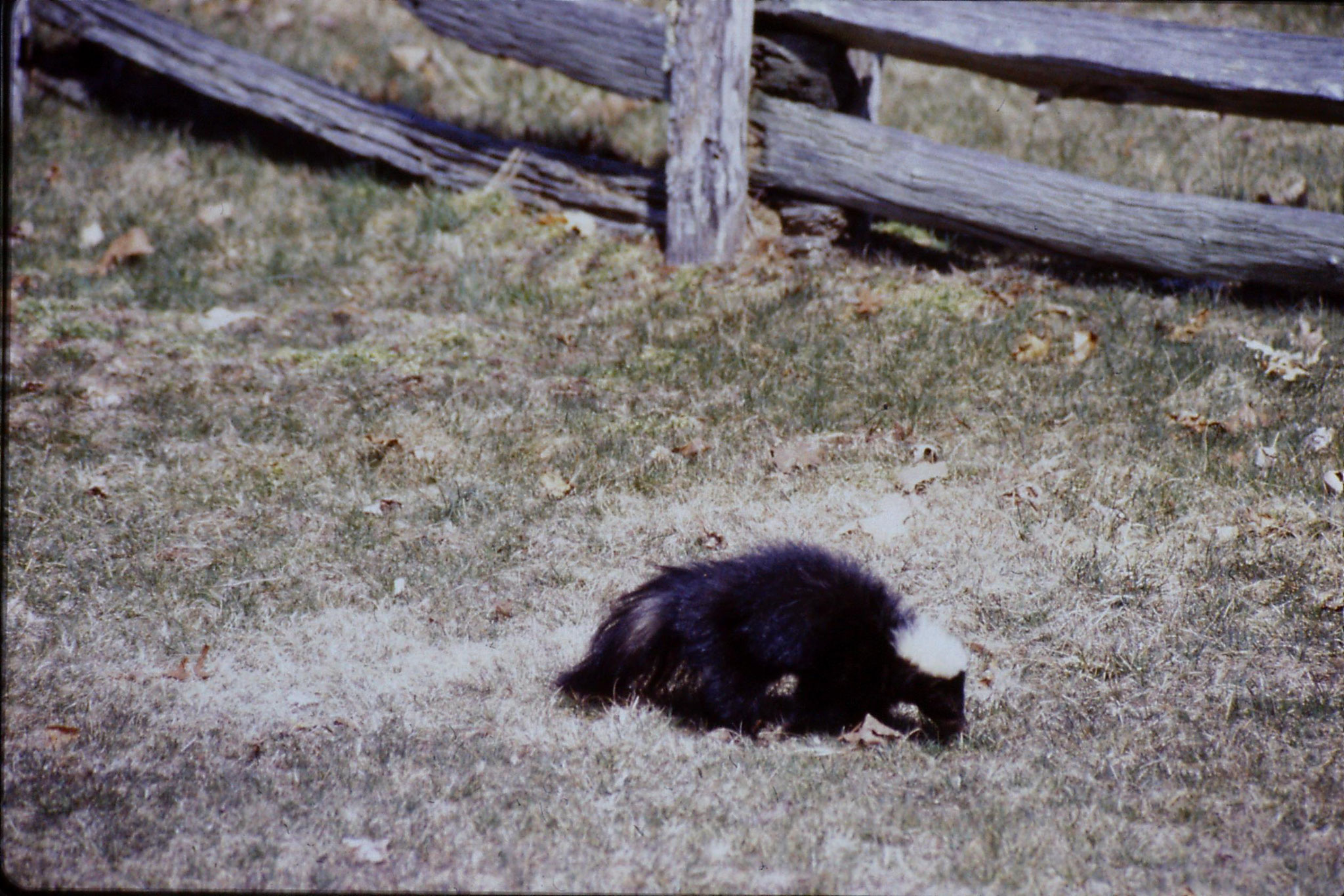 17/3/1991: 27: Benge Gap skunk