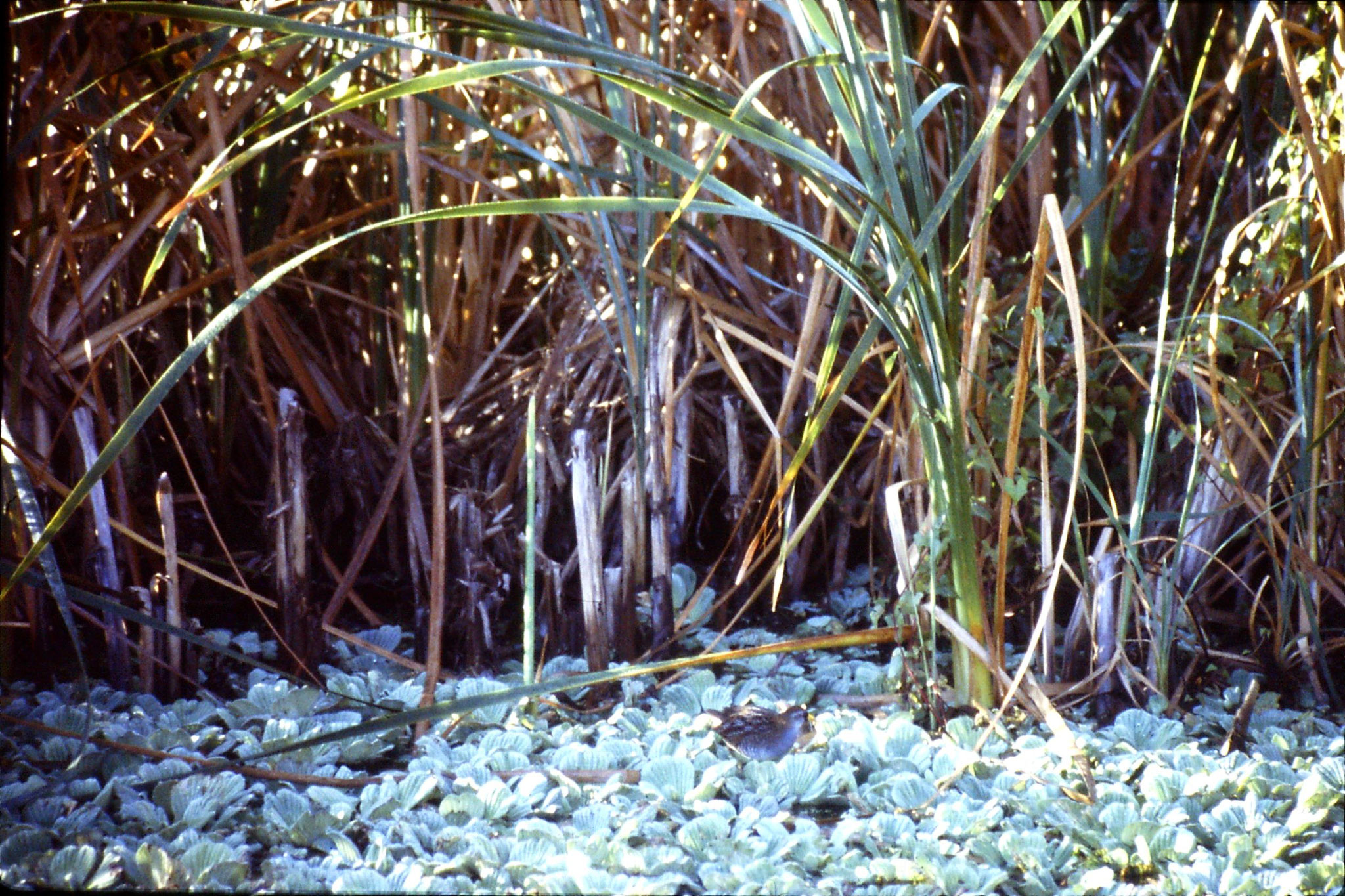 7/3/1991: 29: Loxahatchee Sora