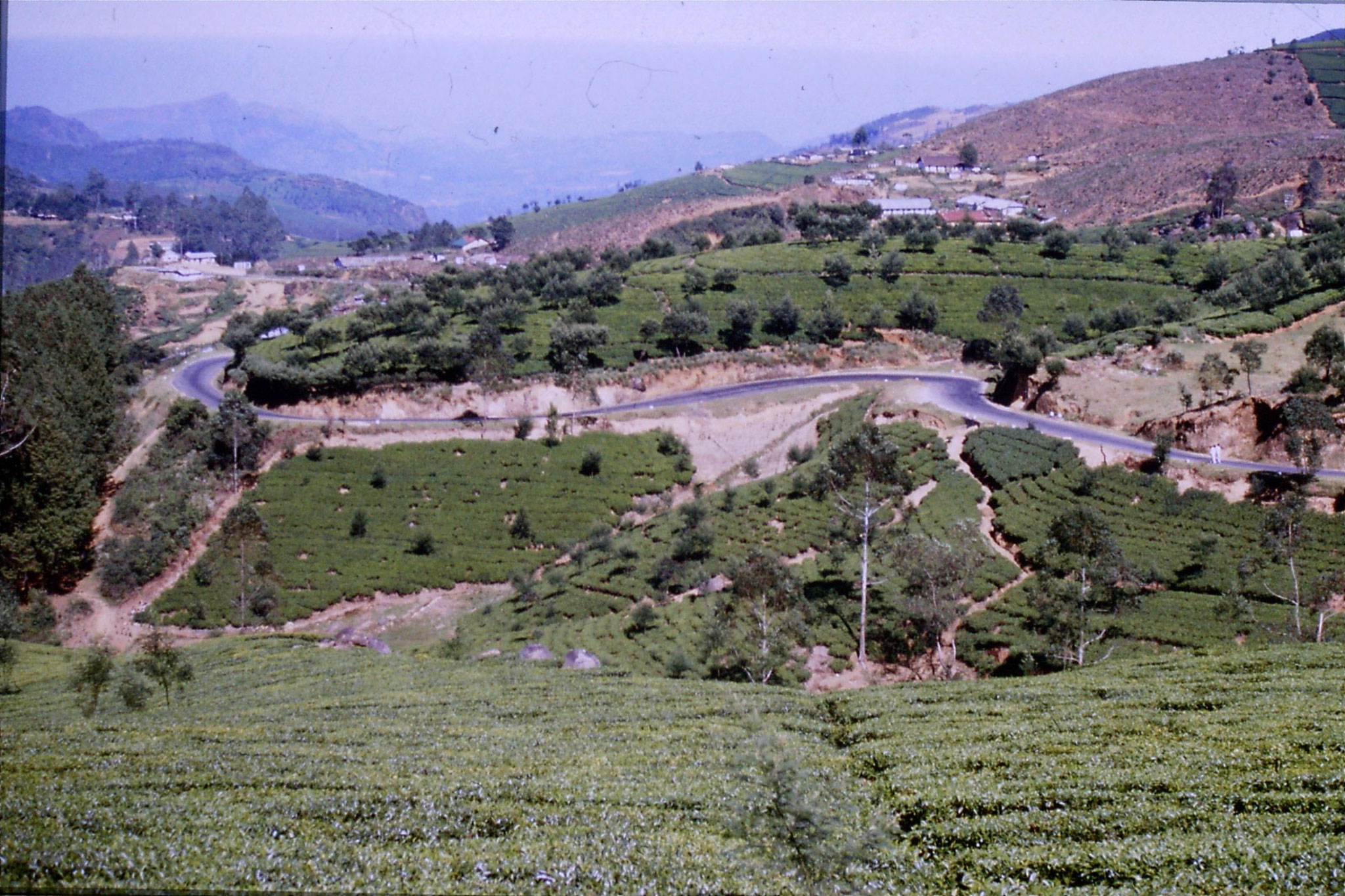 3/2/1990: 1: north of Nuwara Eliya, tea fields