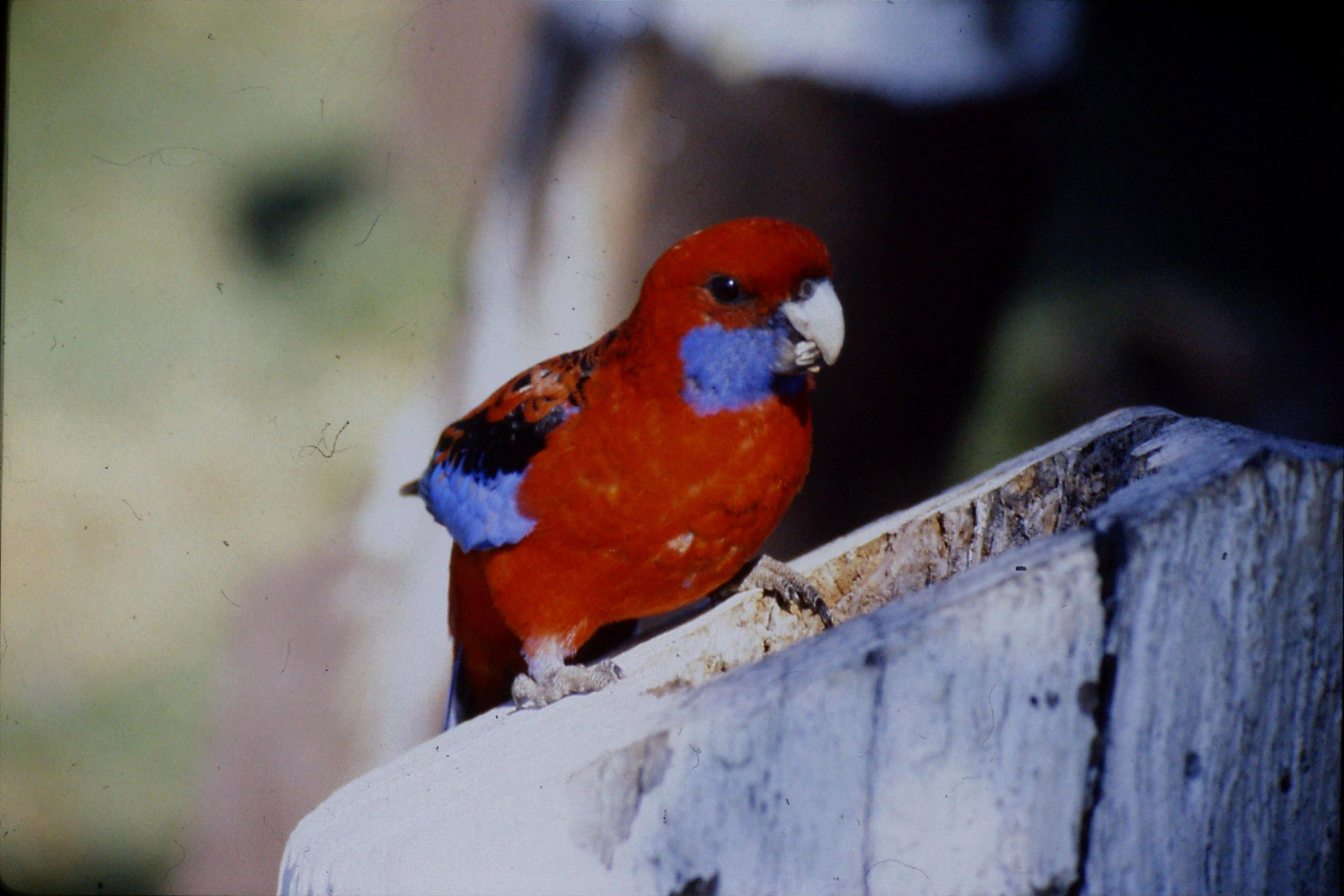 12/10/1990: 34: Lamington Nat. Pk., Crimson Rosella