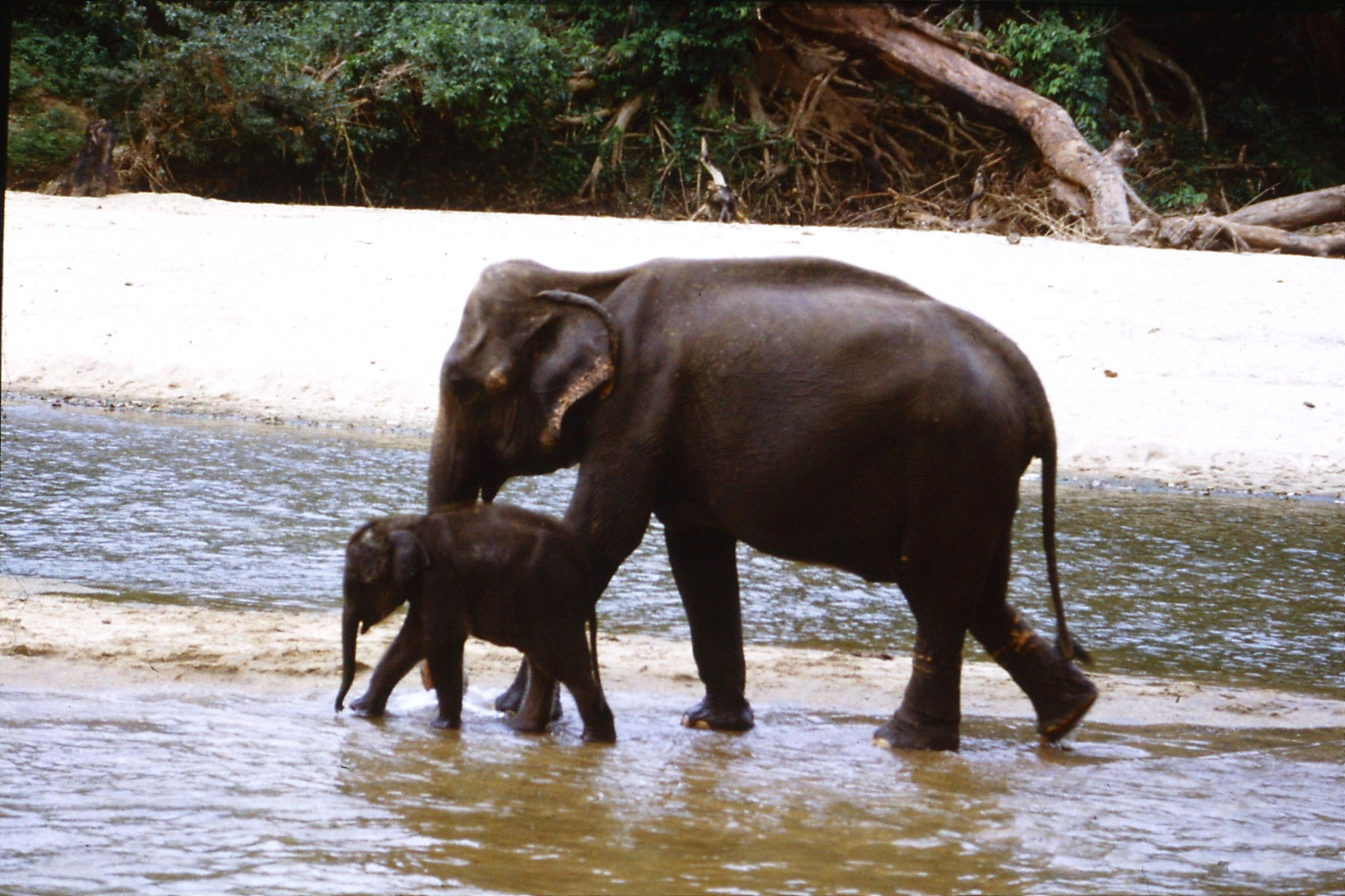 103/16: 10/2/1990 Kegalla elephany orphanage