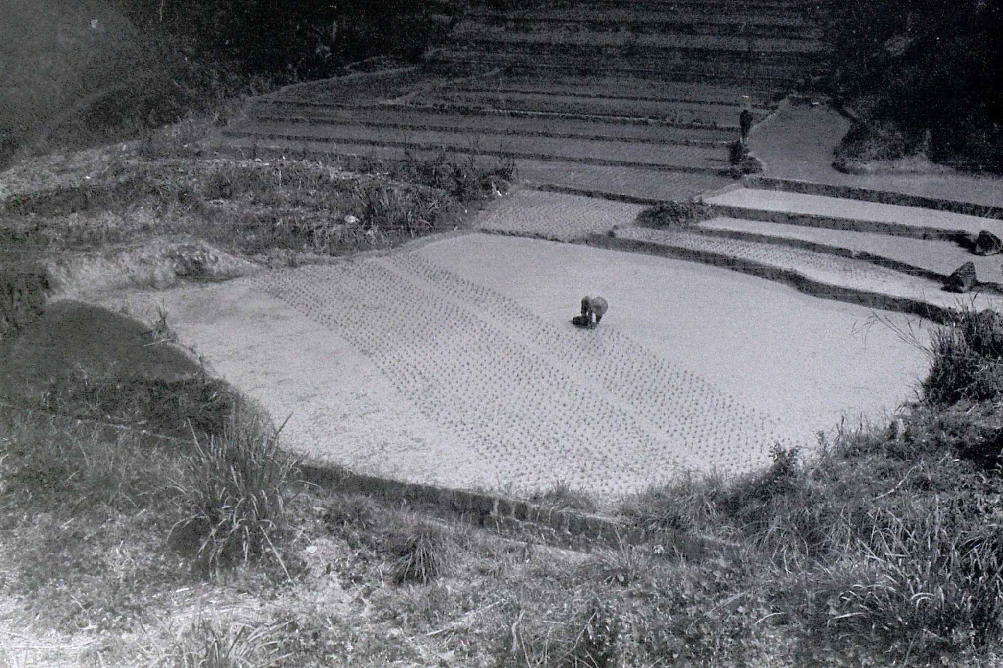 29/3/1989: 31: on train to Xiamen 10.30 planting rice