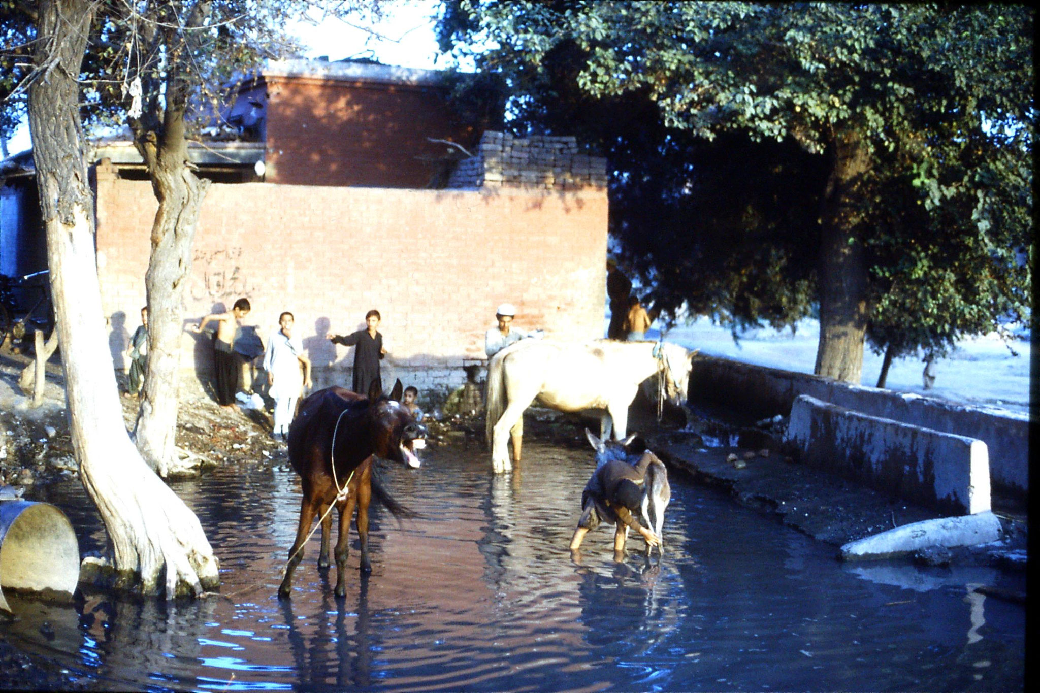 3/11/1989: 8: Peshawar, Wazir Barg horse bath