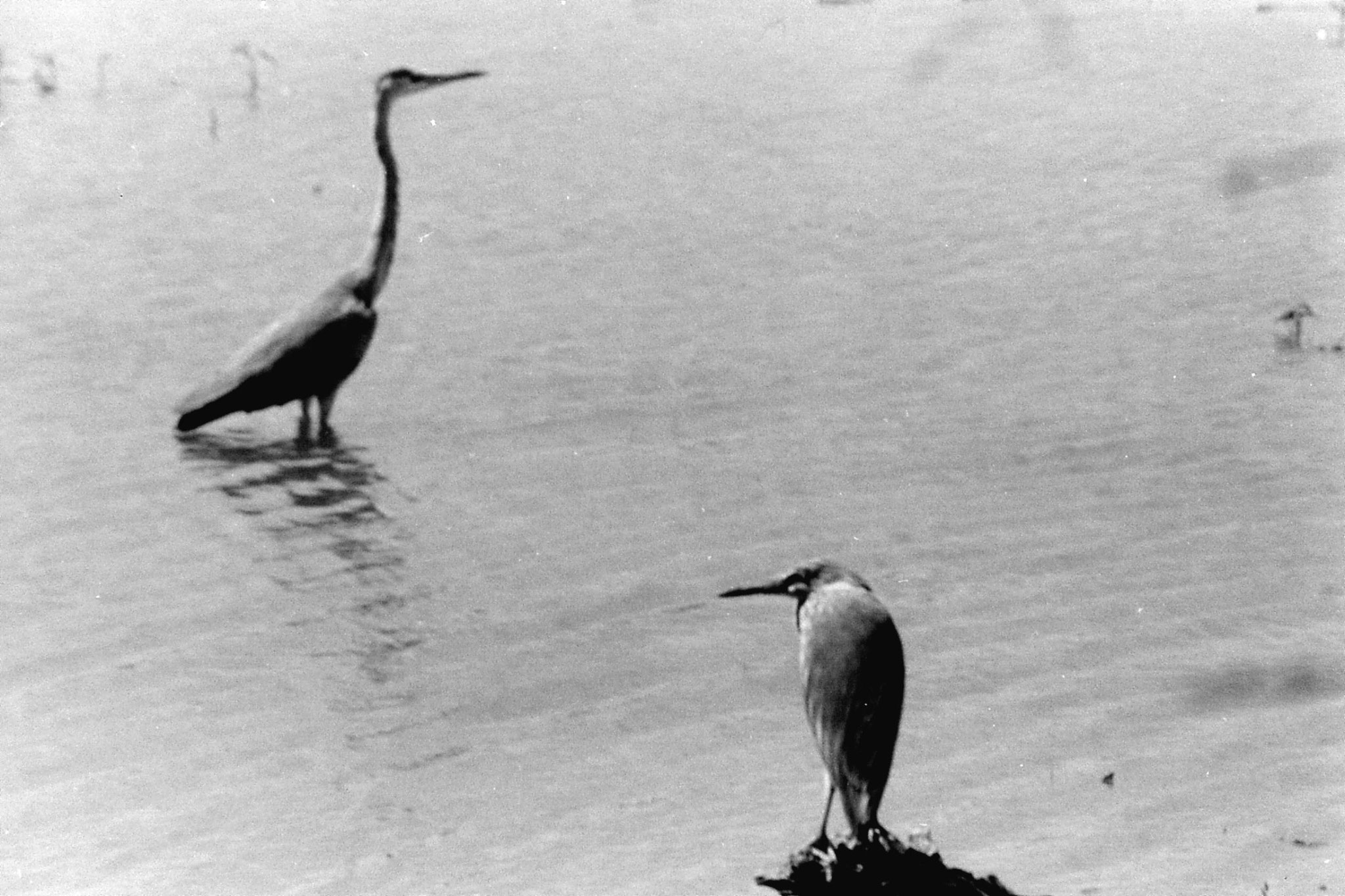 1/4/1990: 8: Bharatpur darter and heron