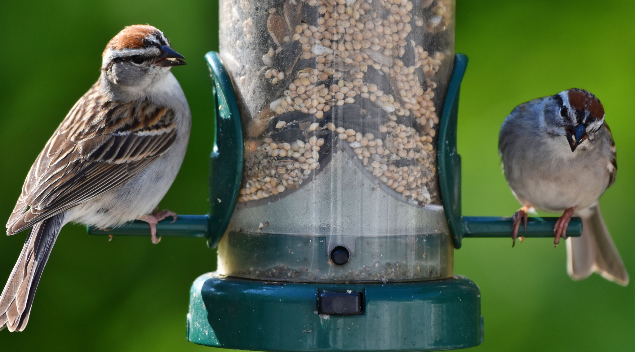 Chipping Sparrow