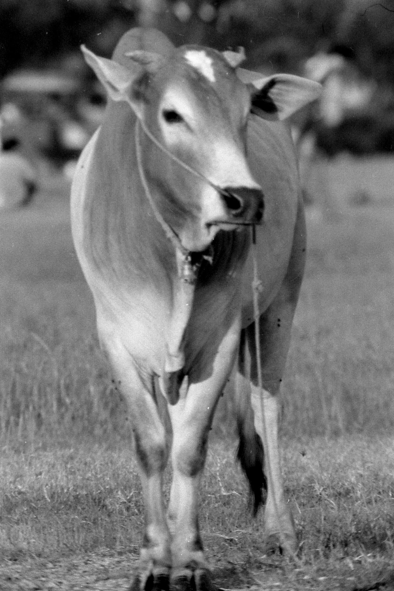 7/7/1990: 8: Melaka