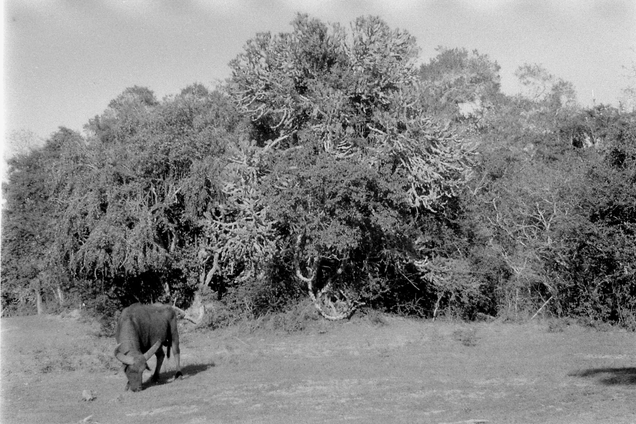 21/1/90: 31: Yala National Park