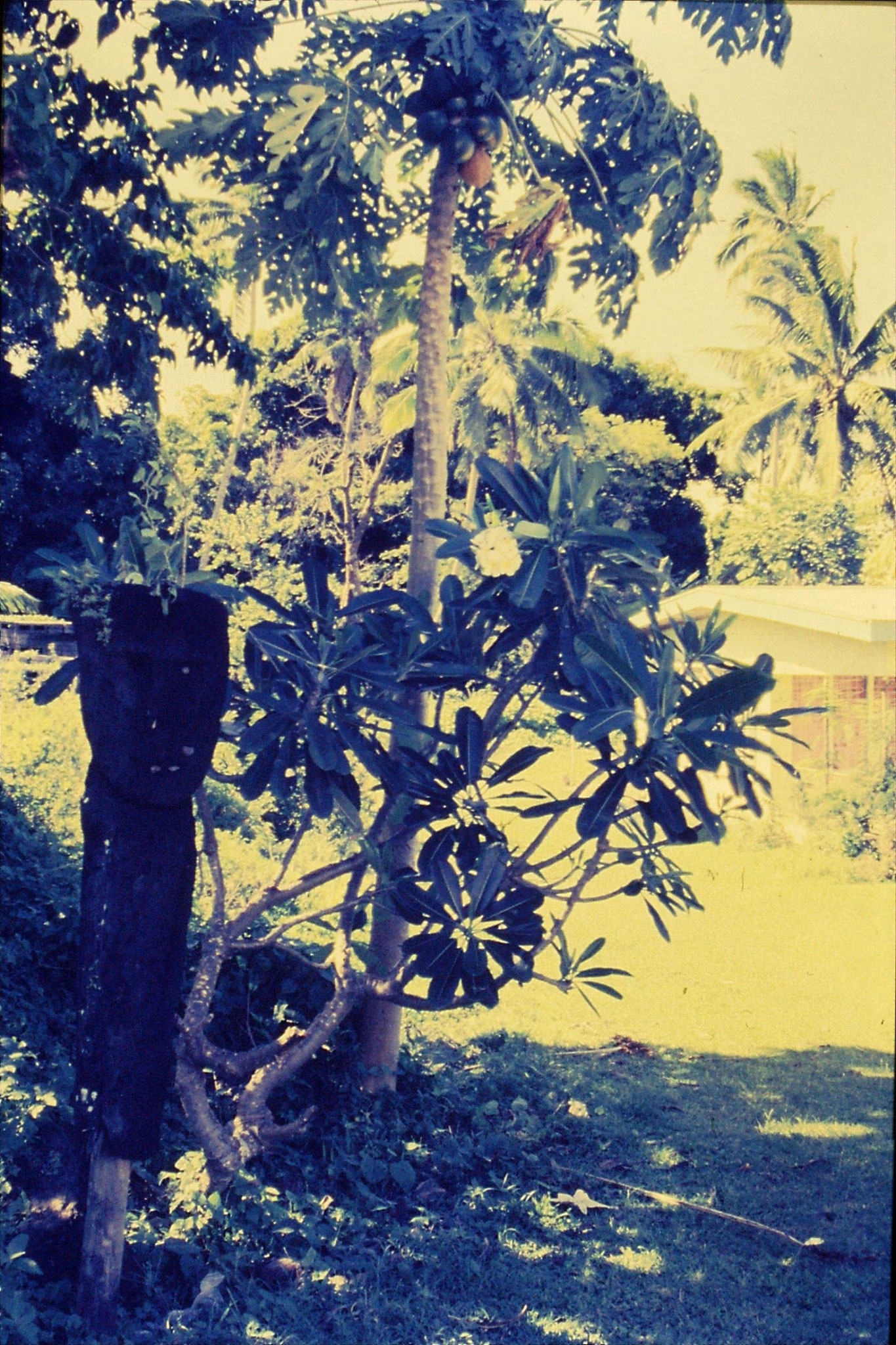 22/11/1990: 20: Somosomo, house with totem, papaya and frangipani