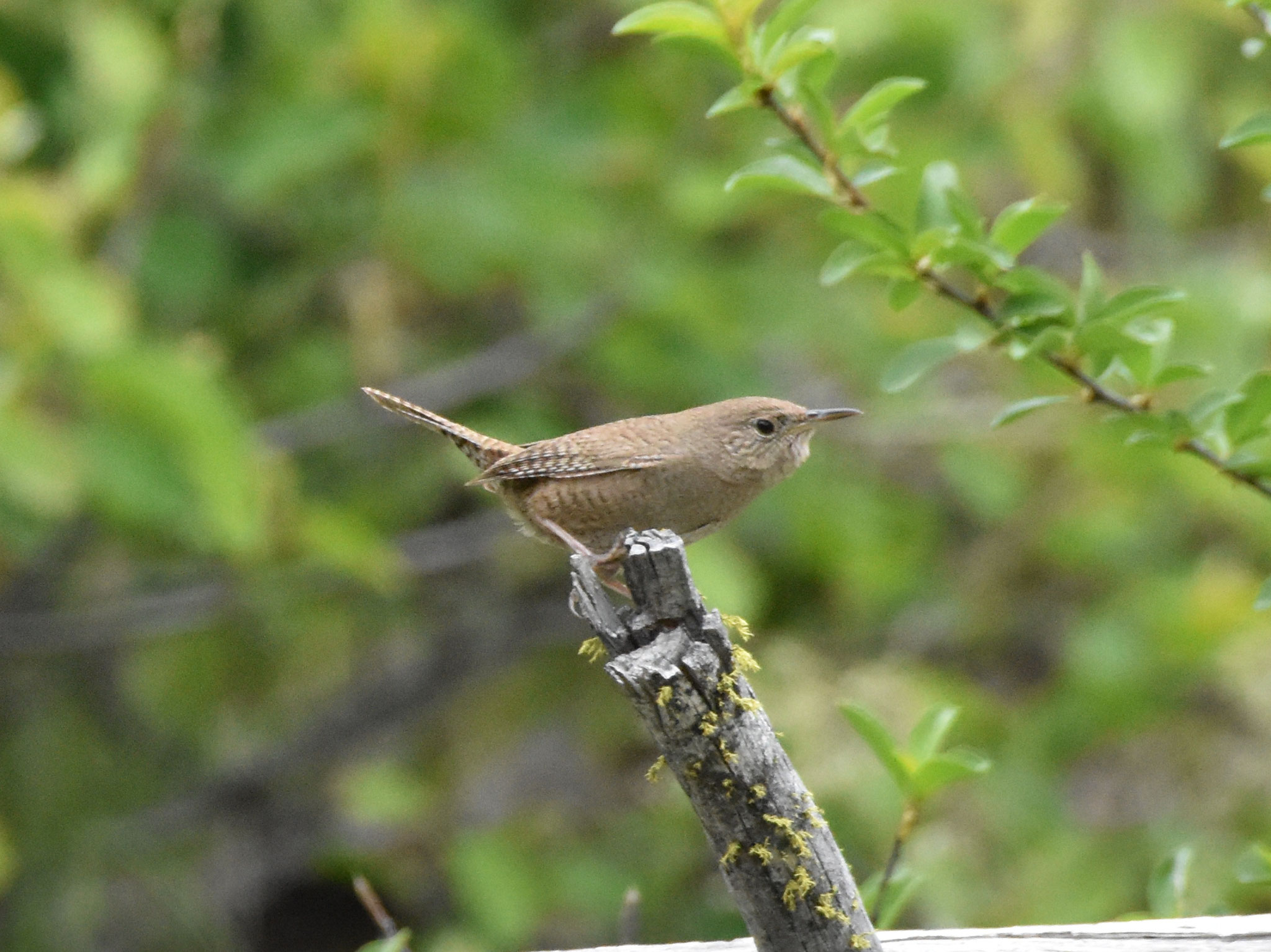 House Wren