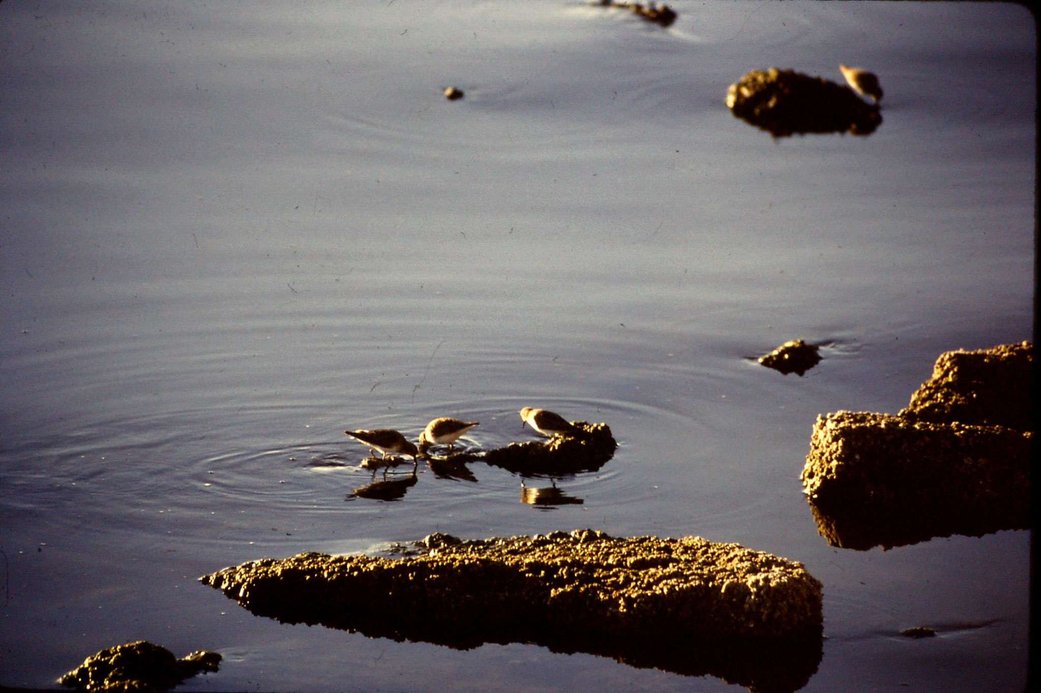 9/12/1990: 1: Salton Sea CA, western sandpipers