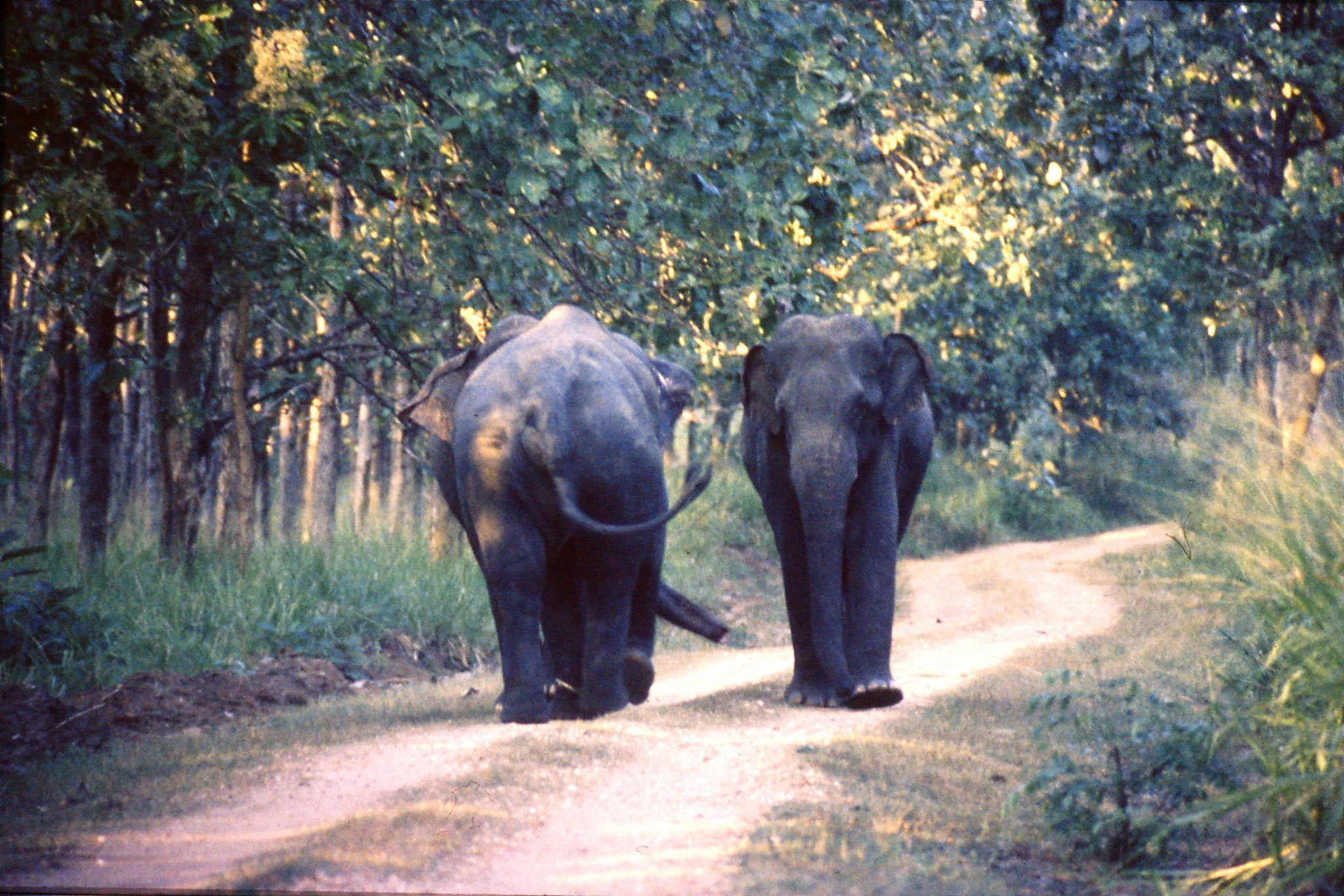 28/1/1990: 3: Uda Walawe Elephants