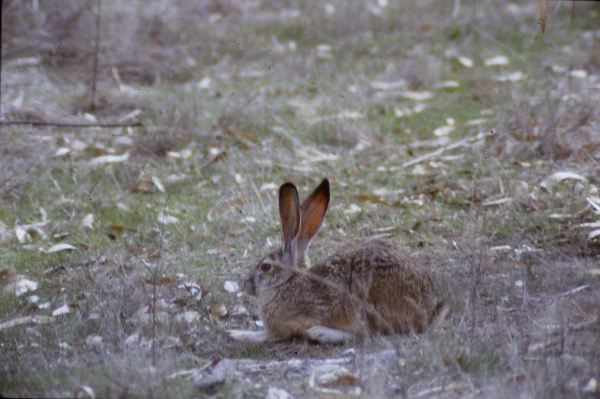 15/2/1991: 14: Sacramento NWR, Black Tailed Jack Rabbit