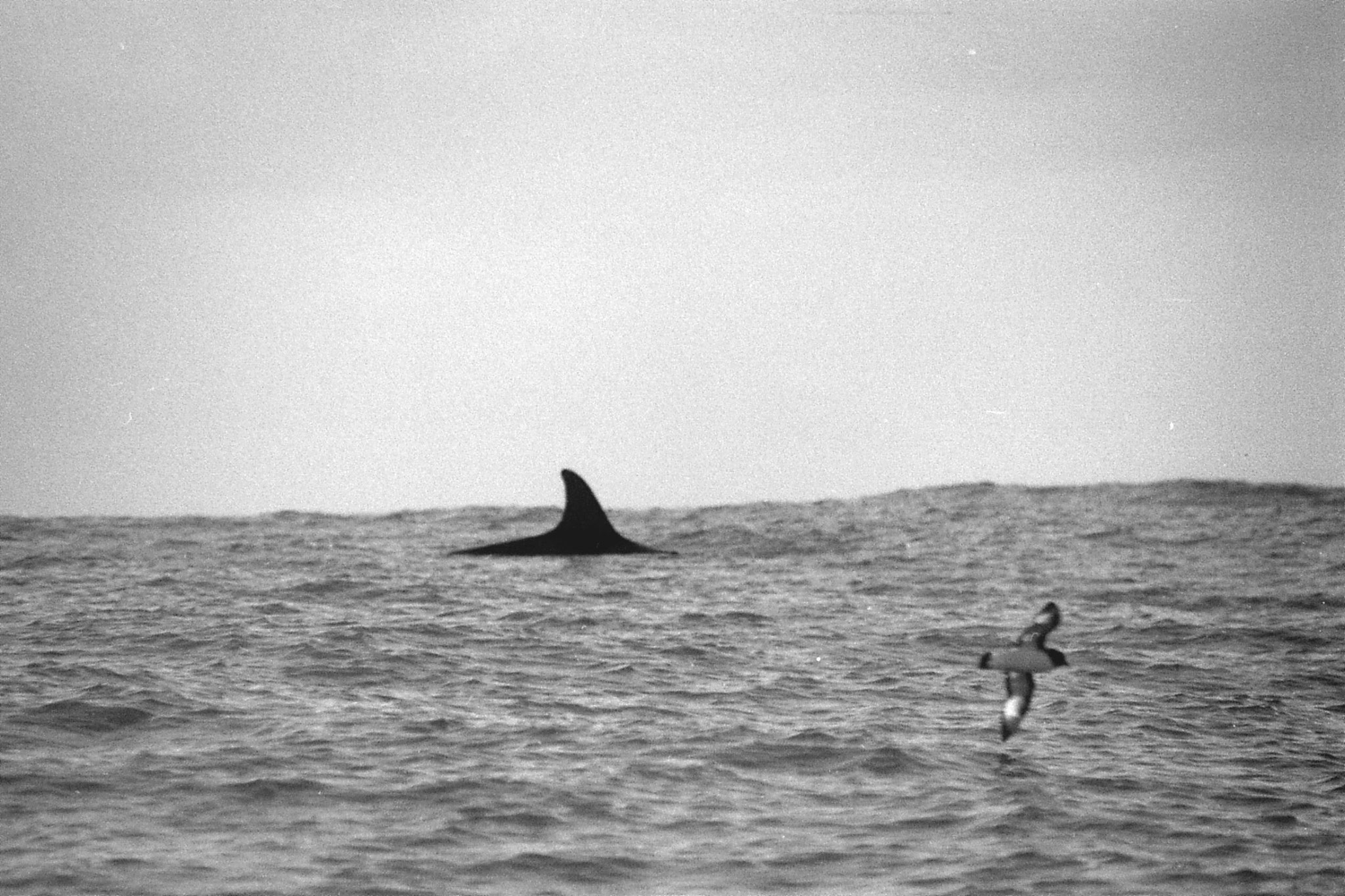 9/8/1990: 17:Kaikoura: sperm whale