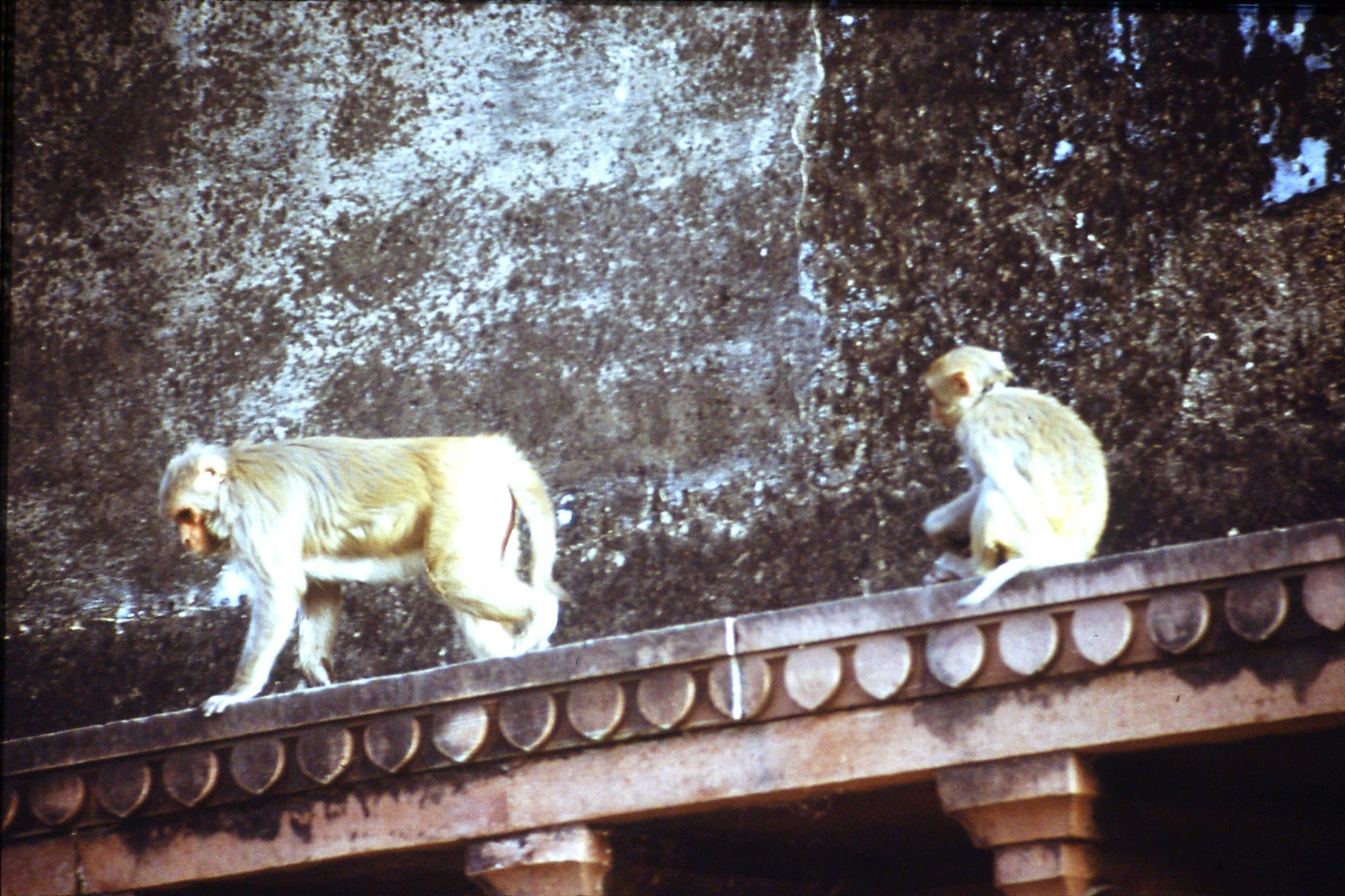 109/3: 30/3/1990 Rhesus macaques