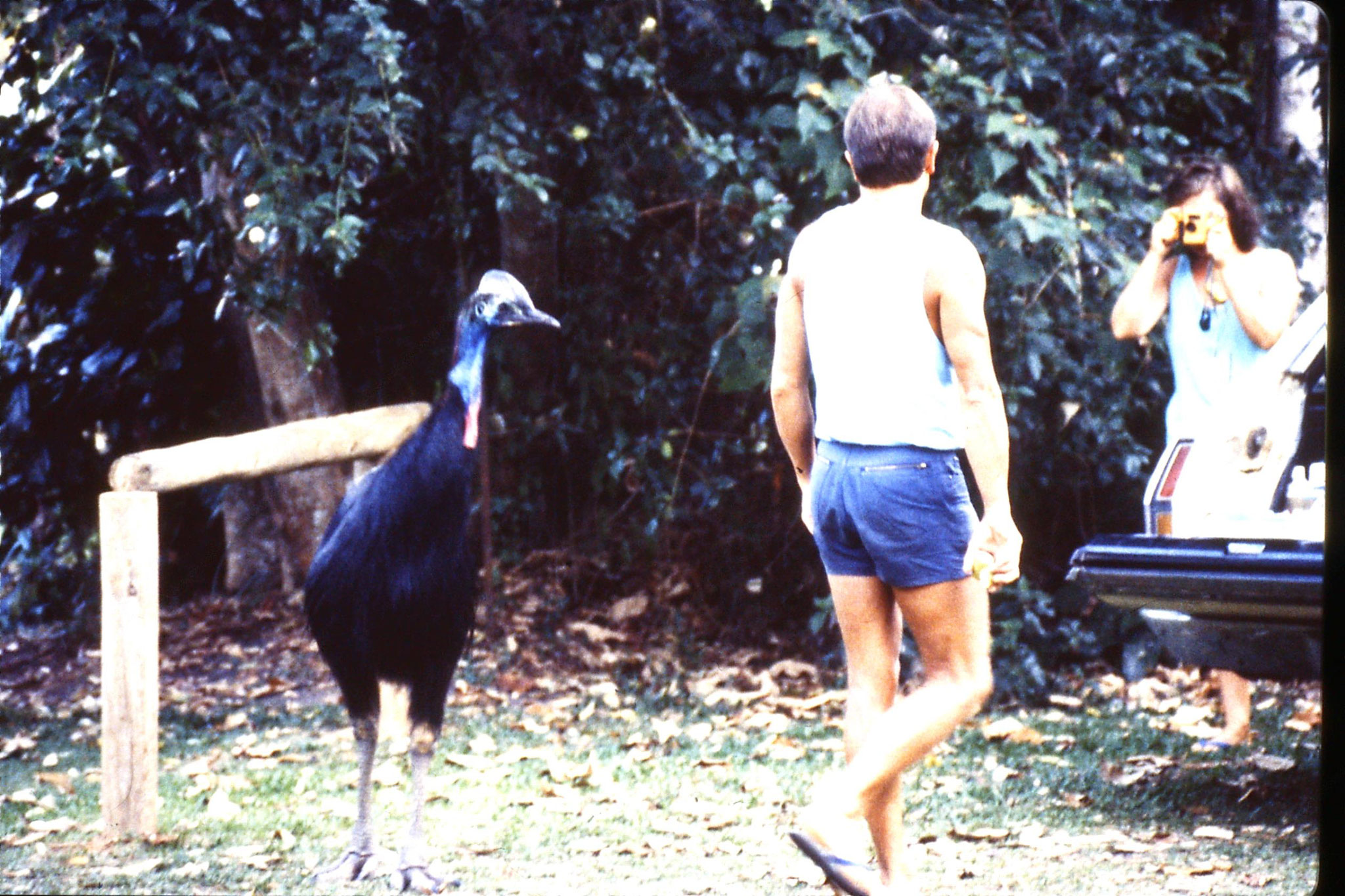 29/10/1990: 7: Mission Beach, cassowary & campers