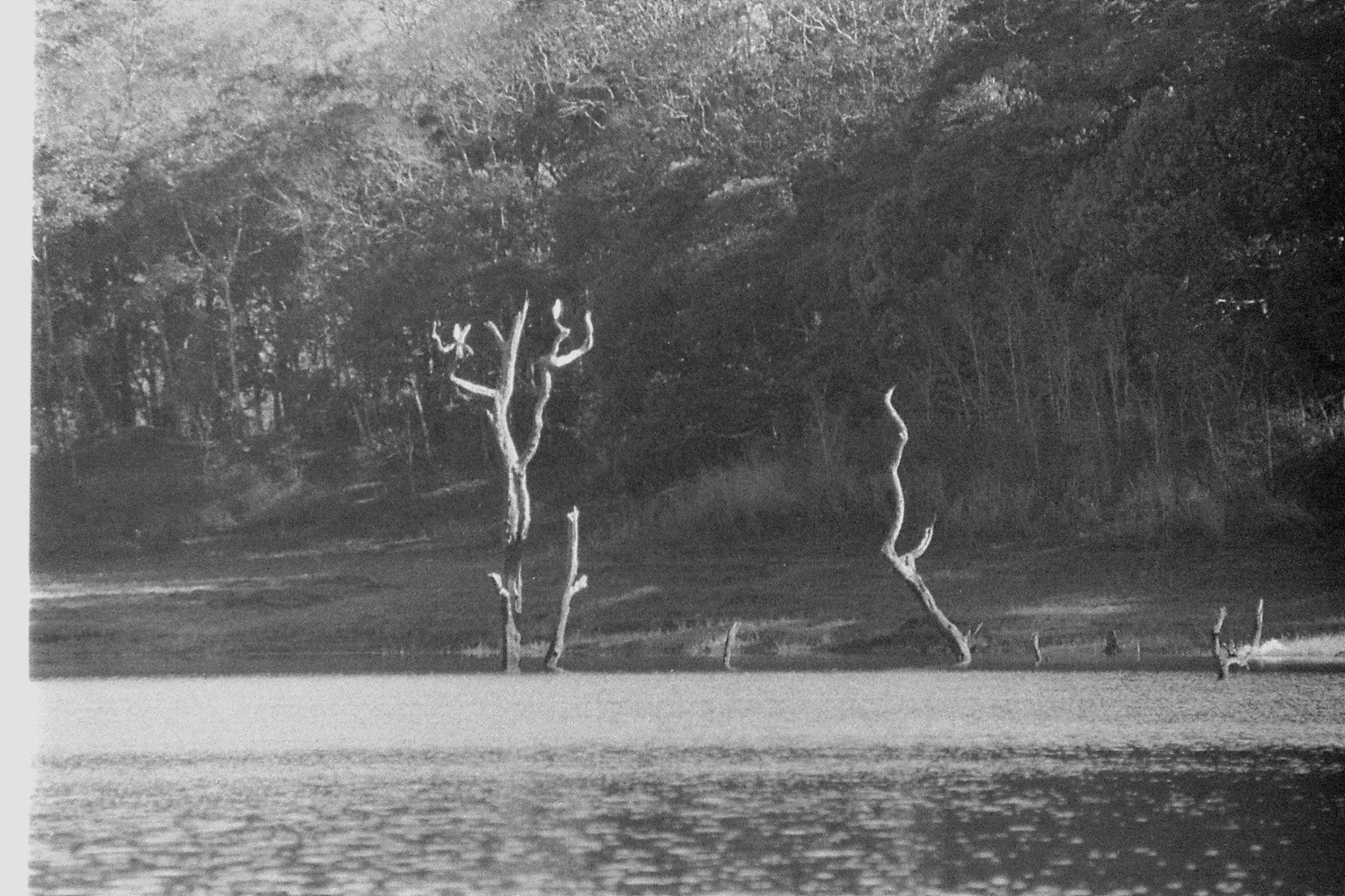 097/28: 23/2/1990 Periyar egrets