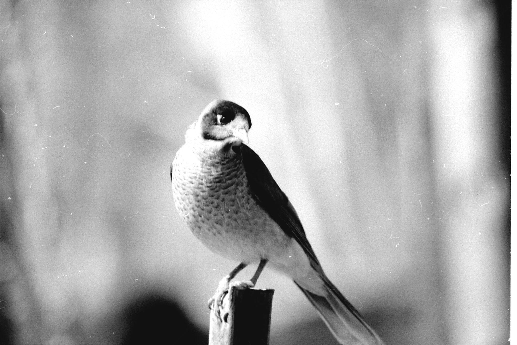 23/9/1990: 13: Nhill, Noisy Miner