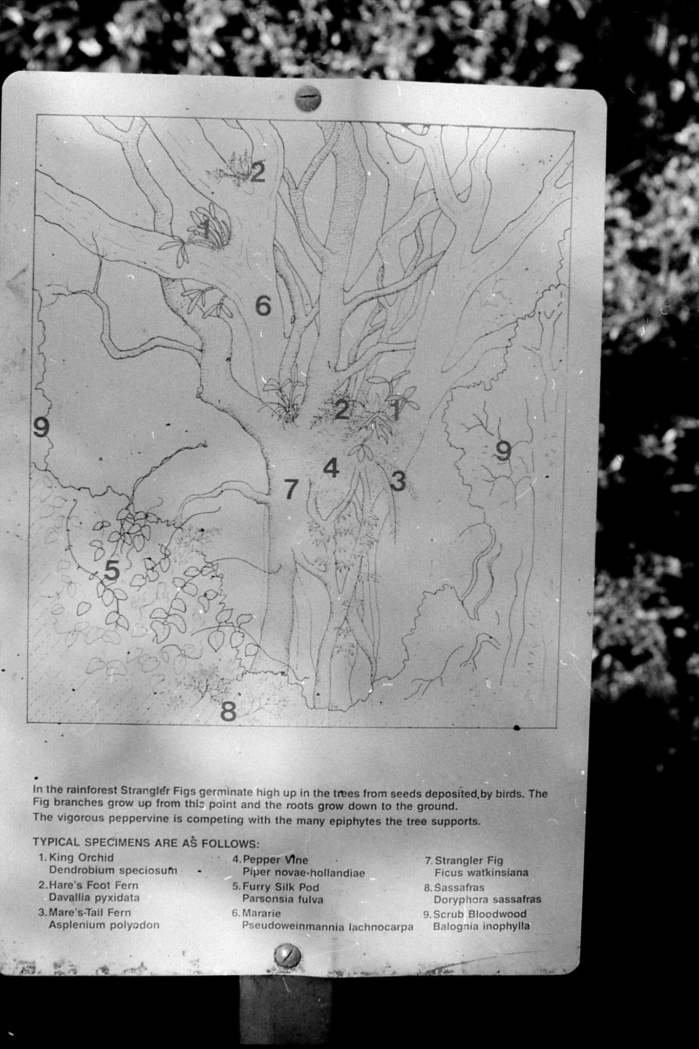 12/10/1990: 29: Mt Lamington forest into (see 140/36)