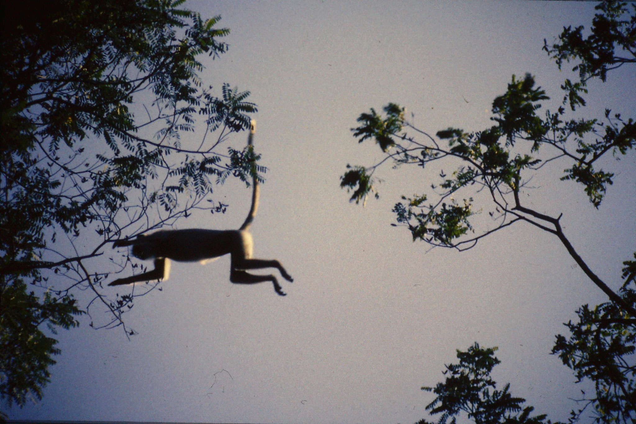 28/1/1989: 36: Uda Walawe Common Langur