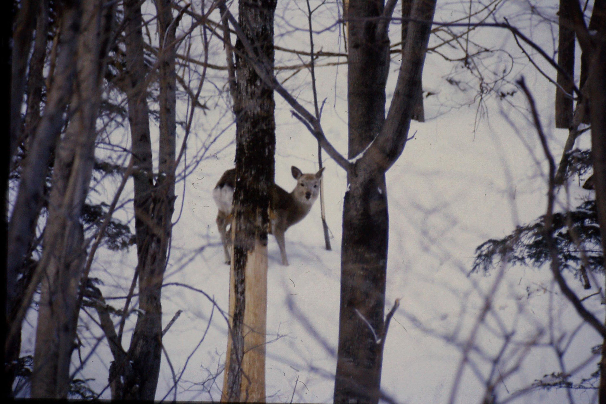 12/1/1989: 22: Sounkyo Onsen Gorge