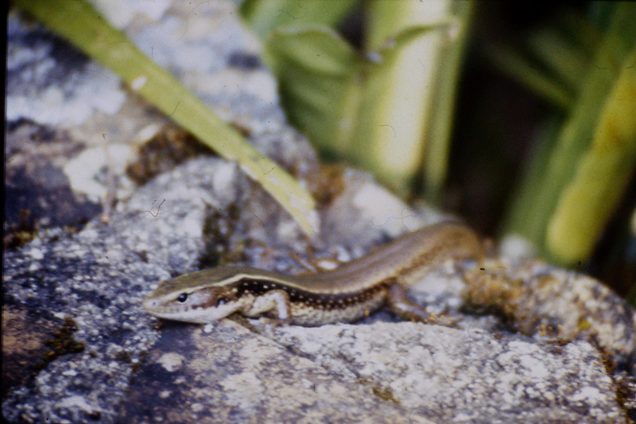 12/10/1990: 0: Mt Lamington,skink