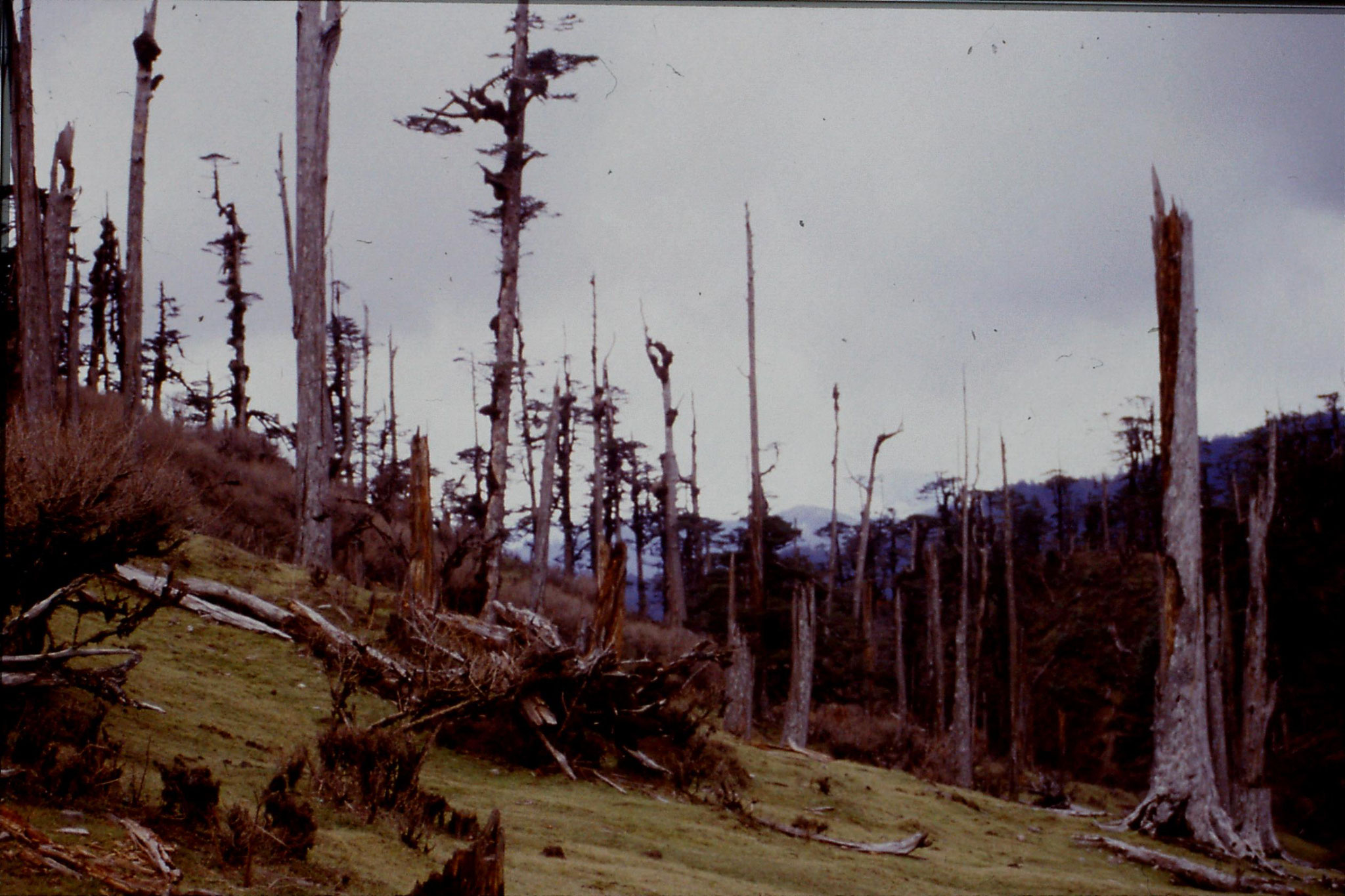 7/5/1990: 18: dead trees