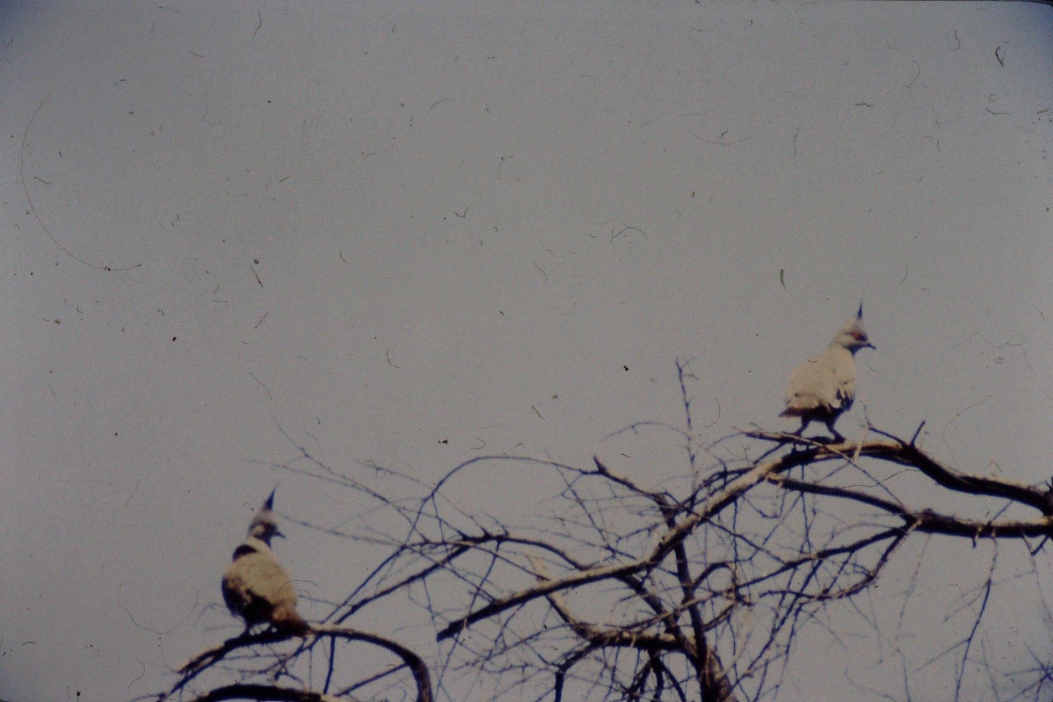 4/11/1990: 25: Kinchega, crested pigeon