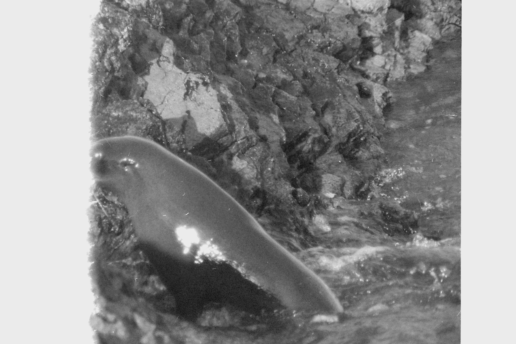 9/8/1990: 0: Kaikoura seals
