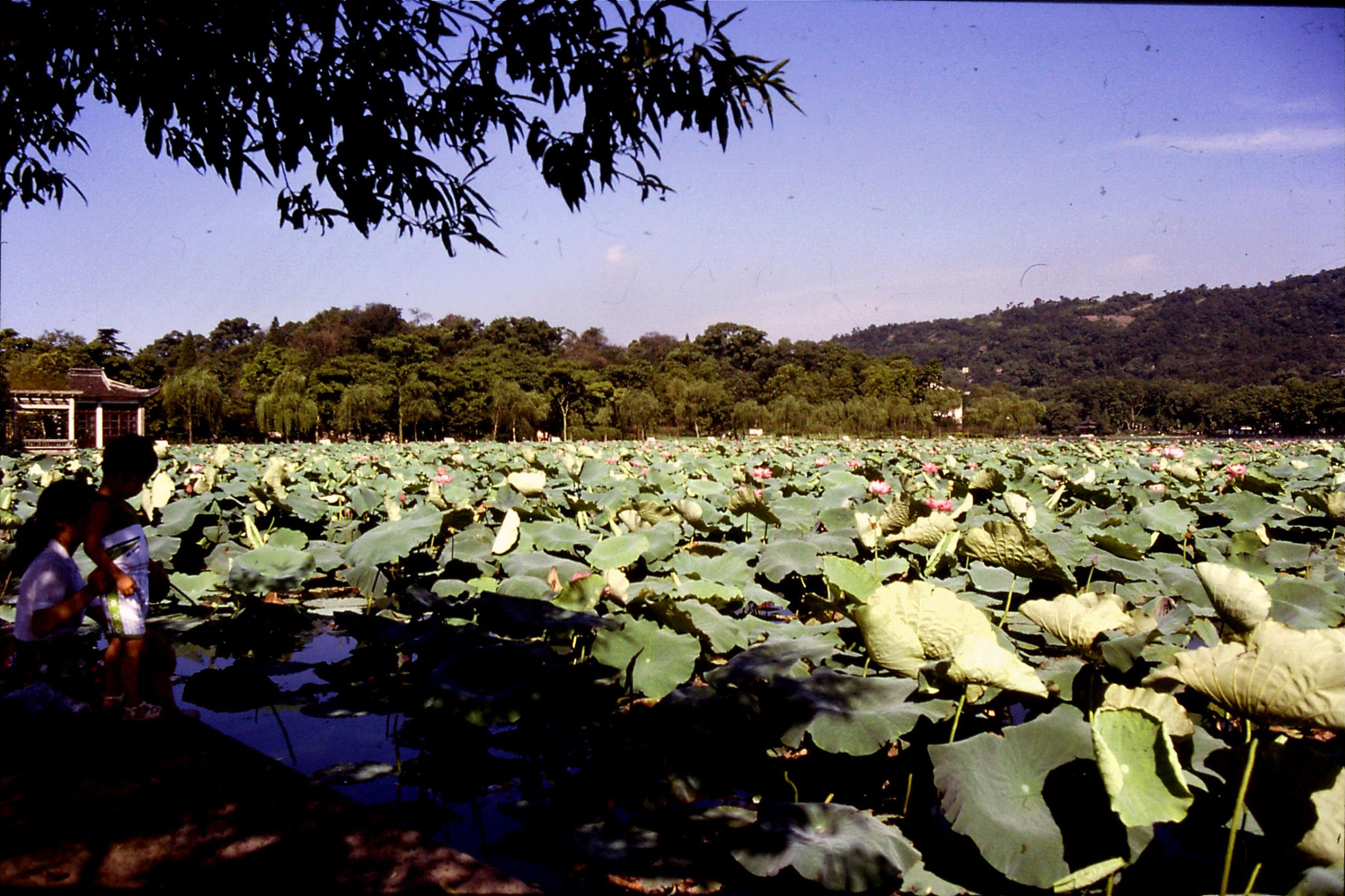 16/7/1989: 26: Hangzhou West Lake lotus leaves