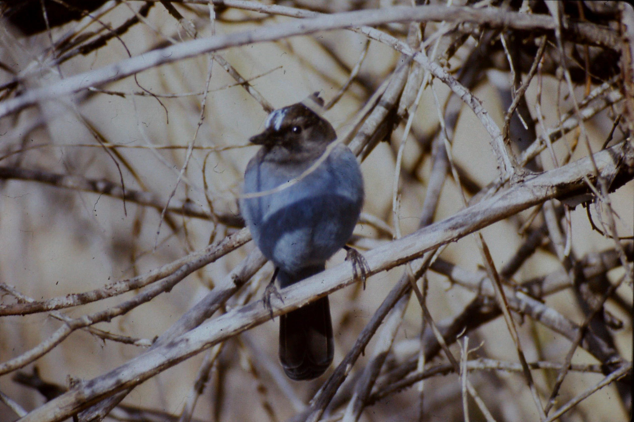 16/2/1991: 18: Yosemite Nat Park, Steller's Jay