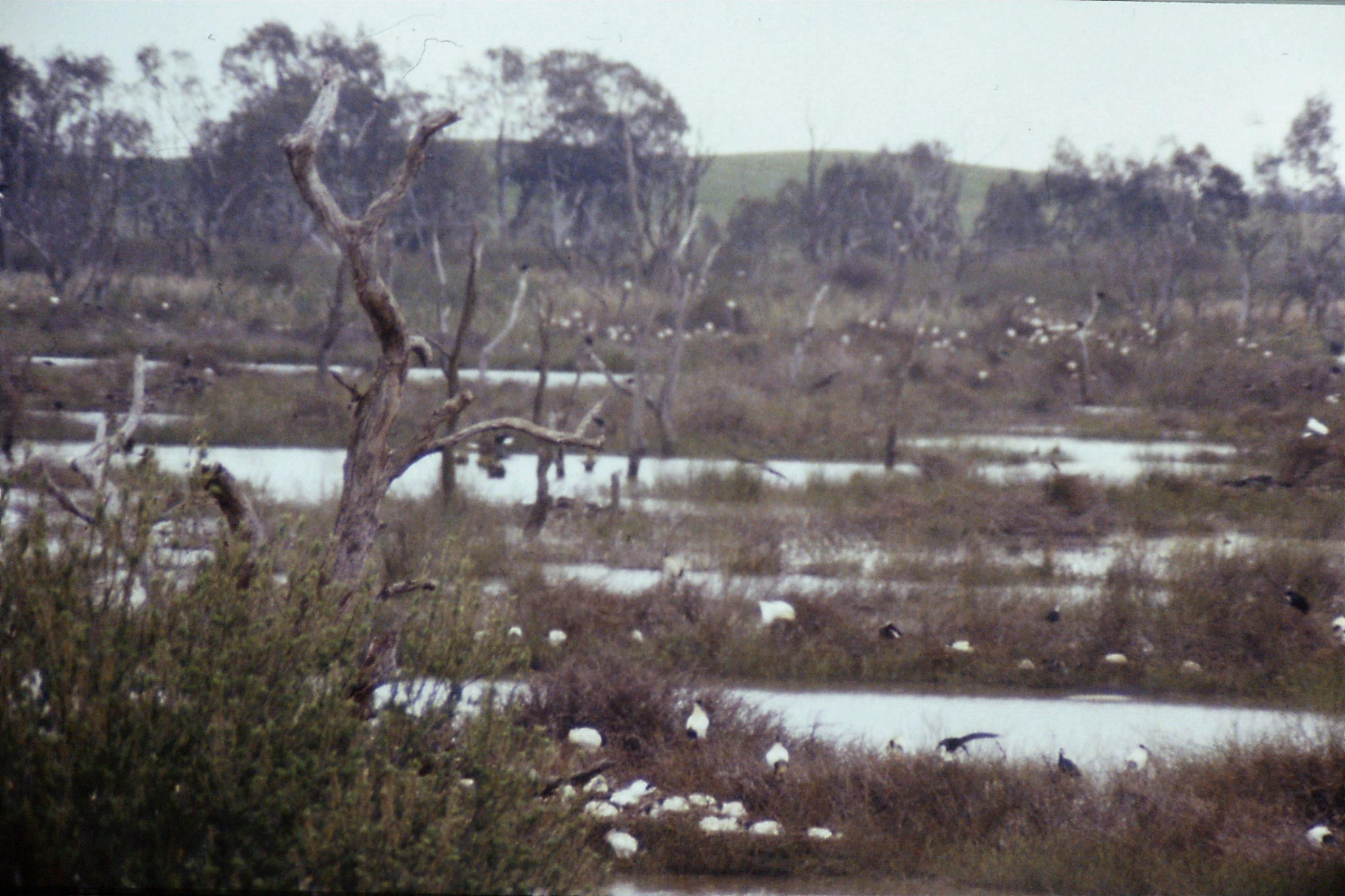 25/9/1990: 21: Kerang, ibis rookery