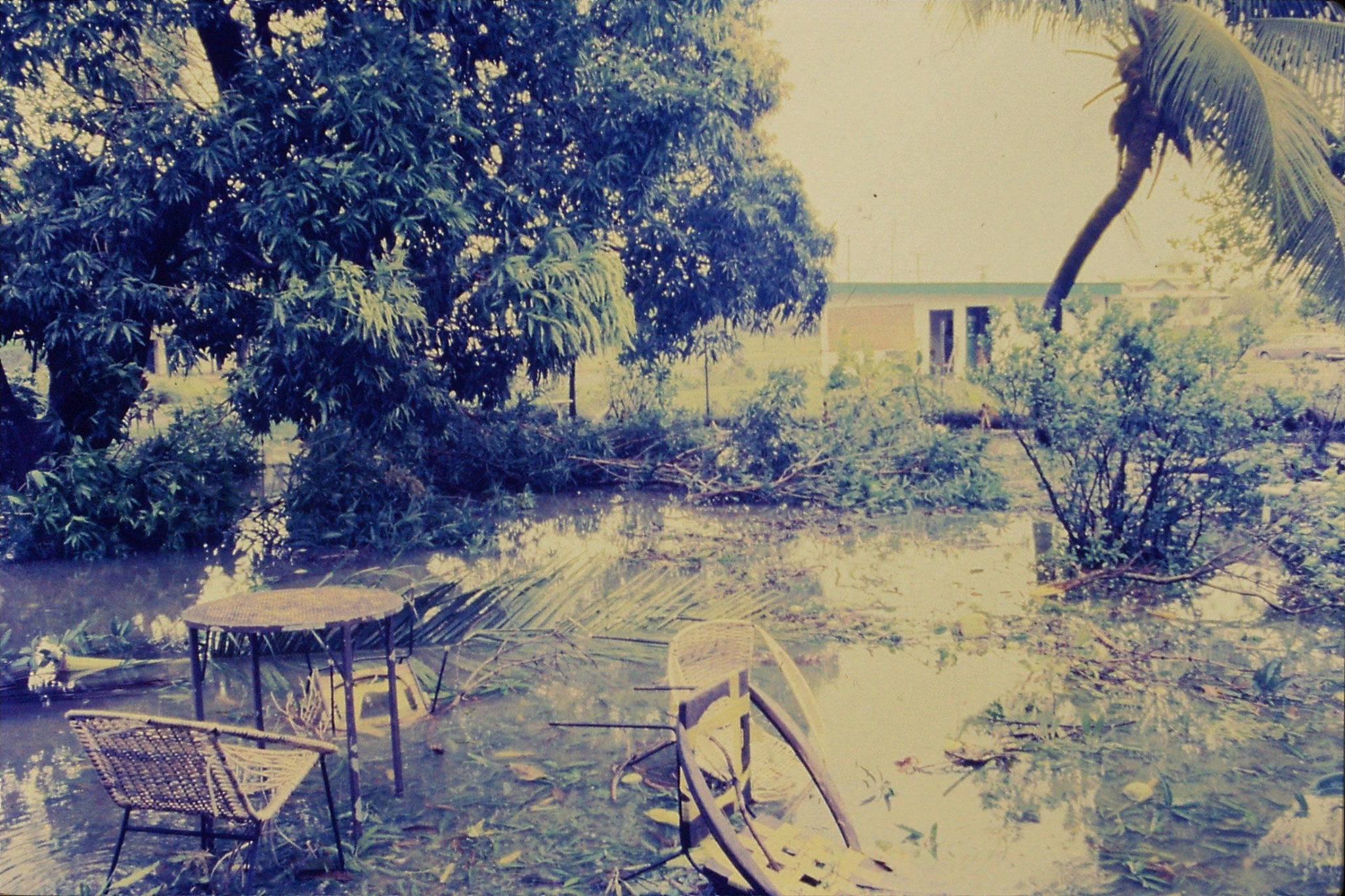 28/11/1990: 26: Fiji, hotel garden after Hurricane Sina