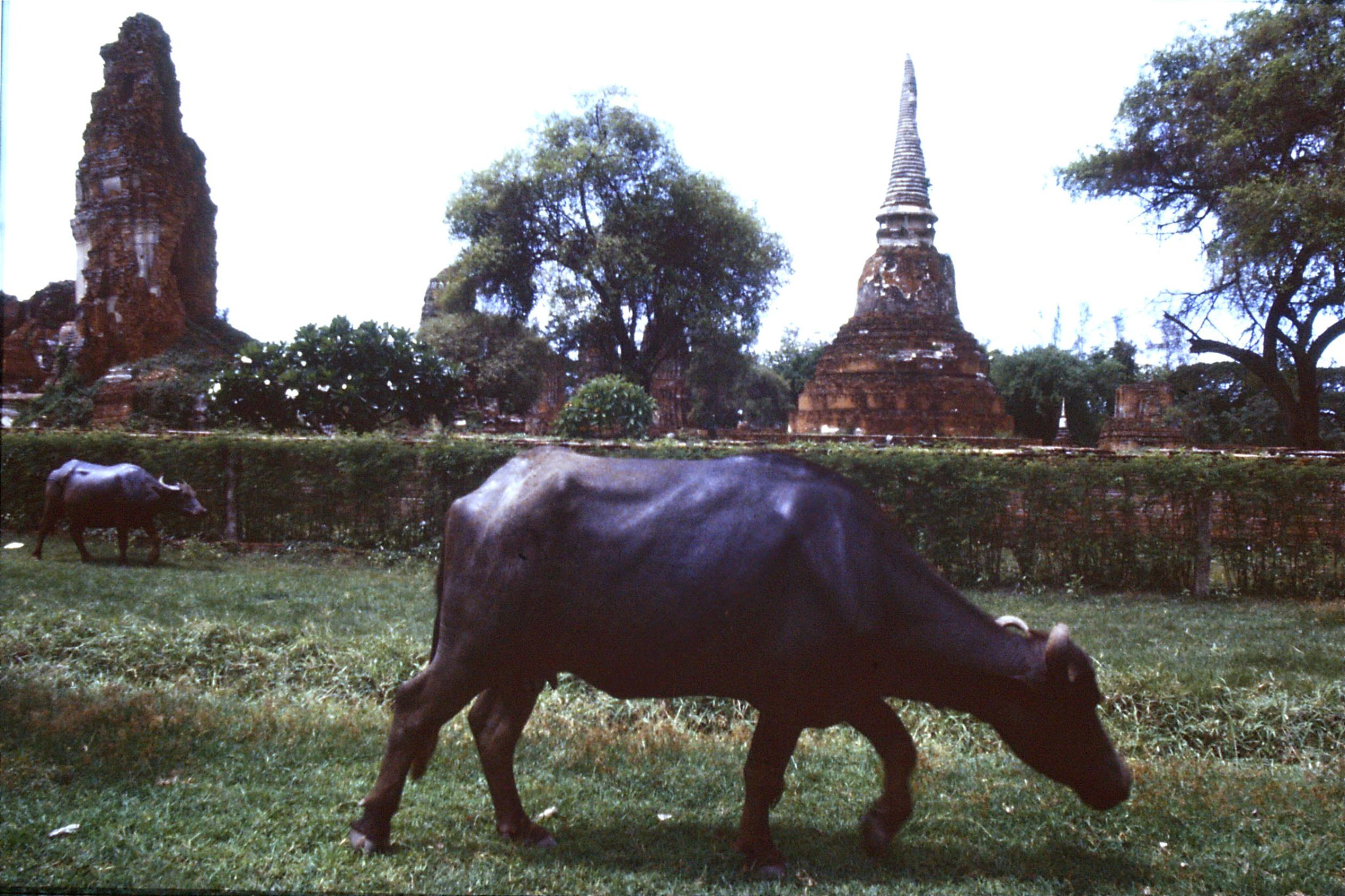 15/6/1990: 5: Ayuttaya, ruins of Wat Phra Mahatat