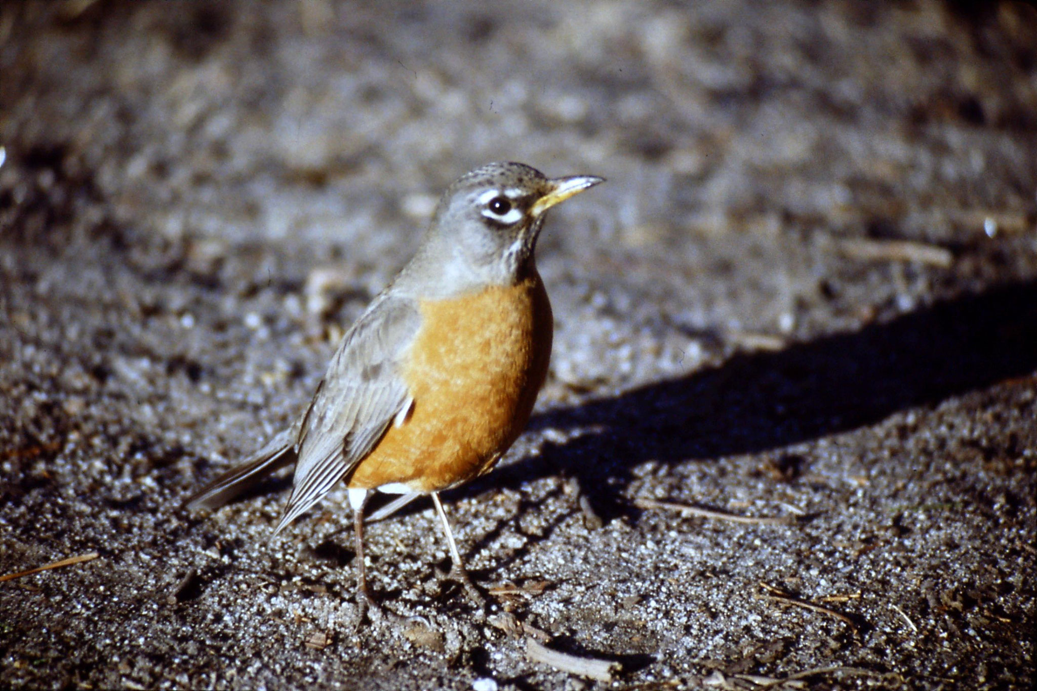 16/2/1991: 28: Yosemite, American Robin