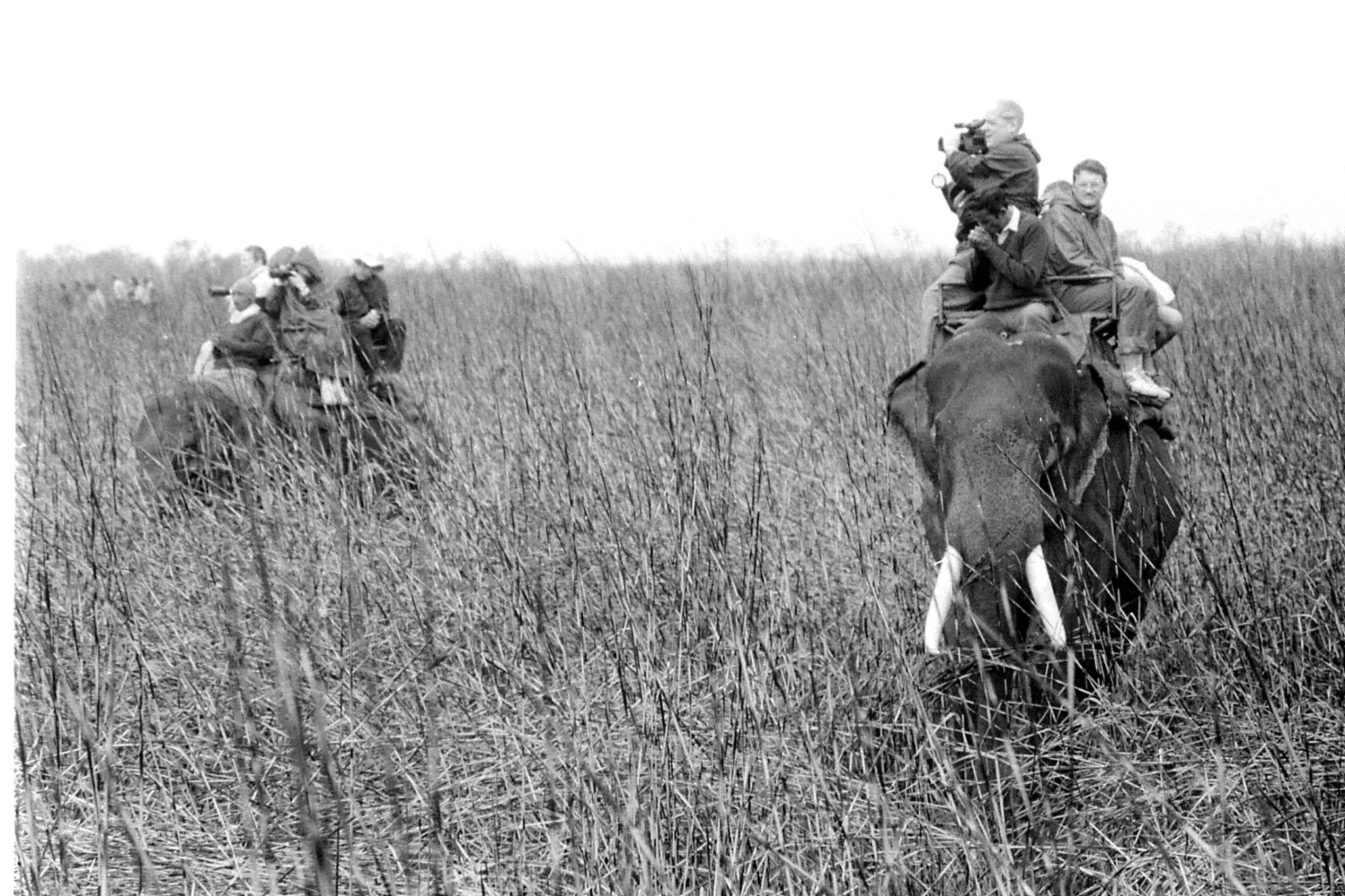 9/4/1990: 26: Kaziranga Indian One Horned Rhino