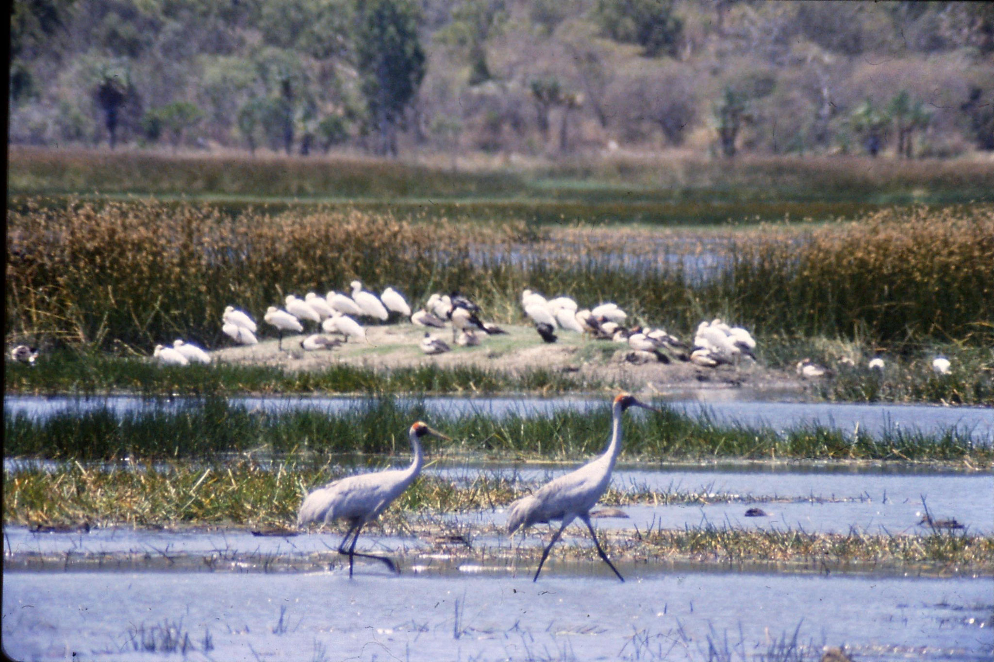 18/10/1990: 1: Townsville Common, brolgas